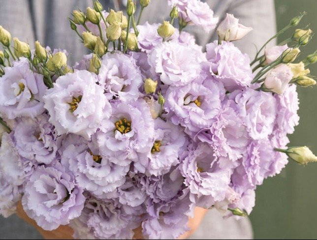 Lisianthus - Voyage 2 Lavendar.jpg