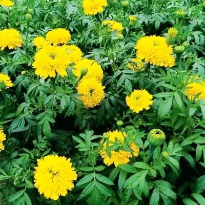 Marigold Mission Giant3.JPG