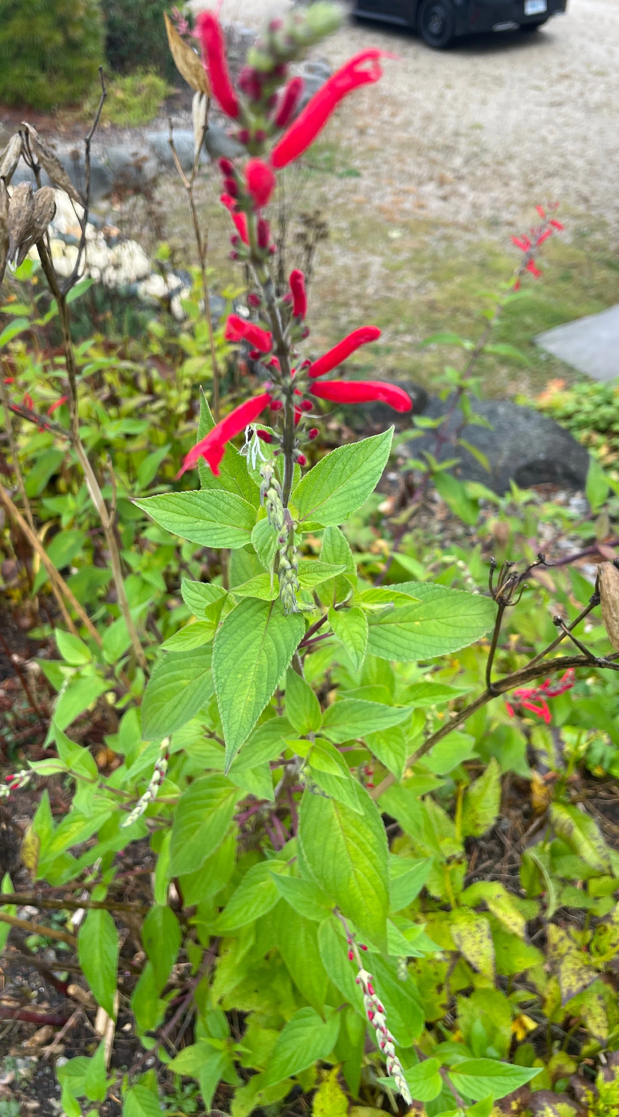 Pineapple Sage.JPG