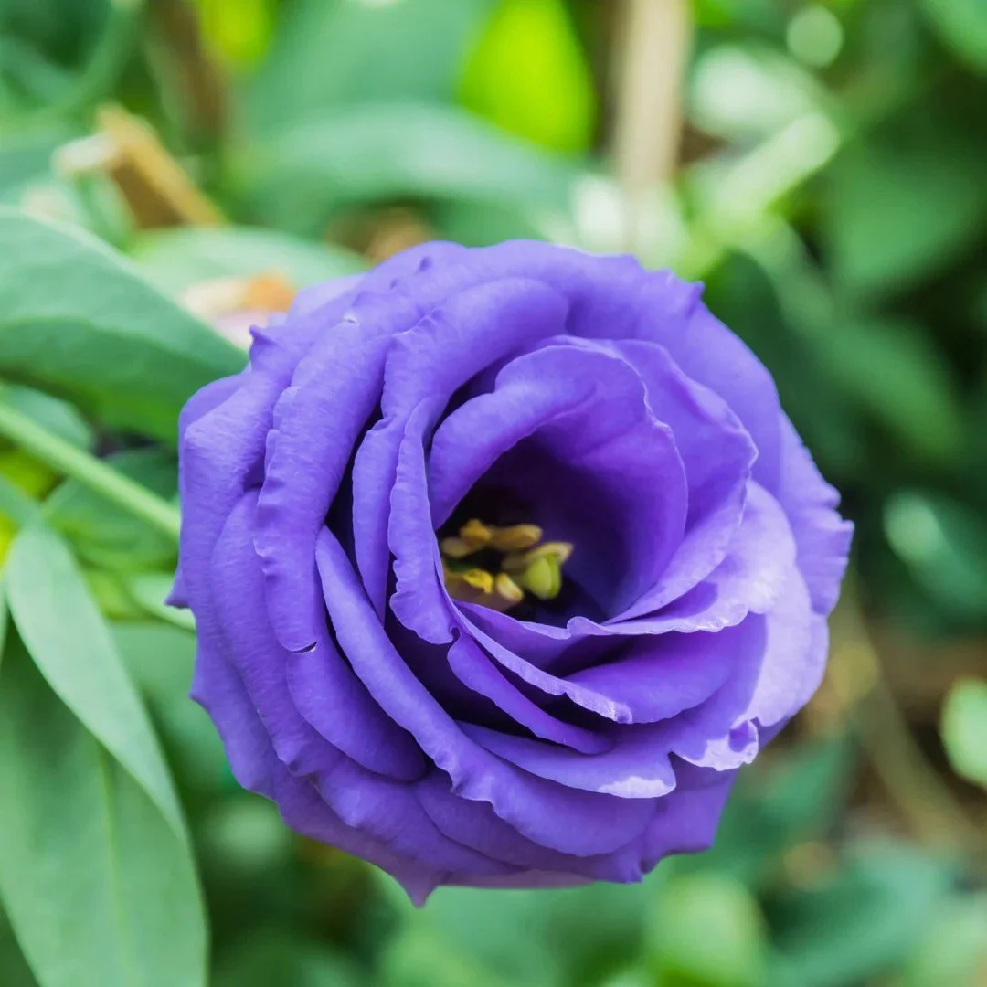 Lisianthus - ABC Blue.jpeg