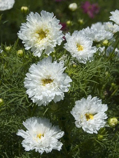 Cosmos – Double Click Snowpuff
