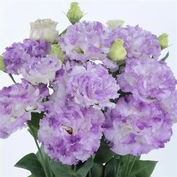 Lisianthus - Voyage 2 Blue Flash.jpg