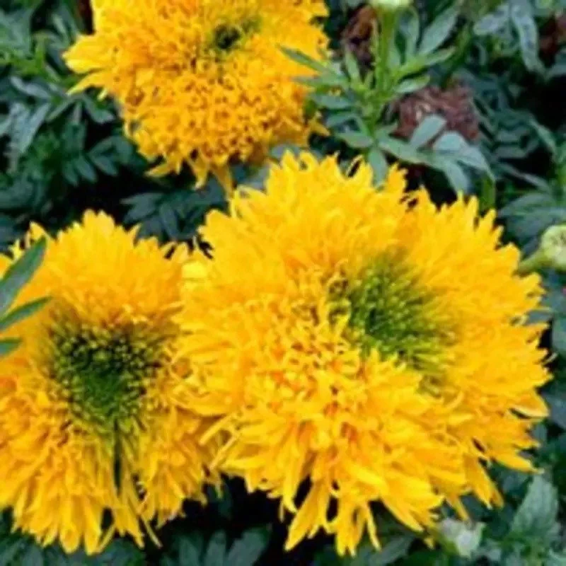 Marigold Mission Giant2.JPG