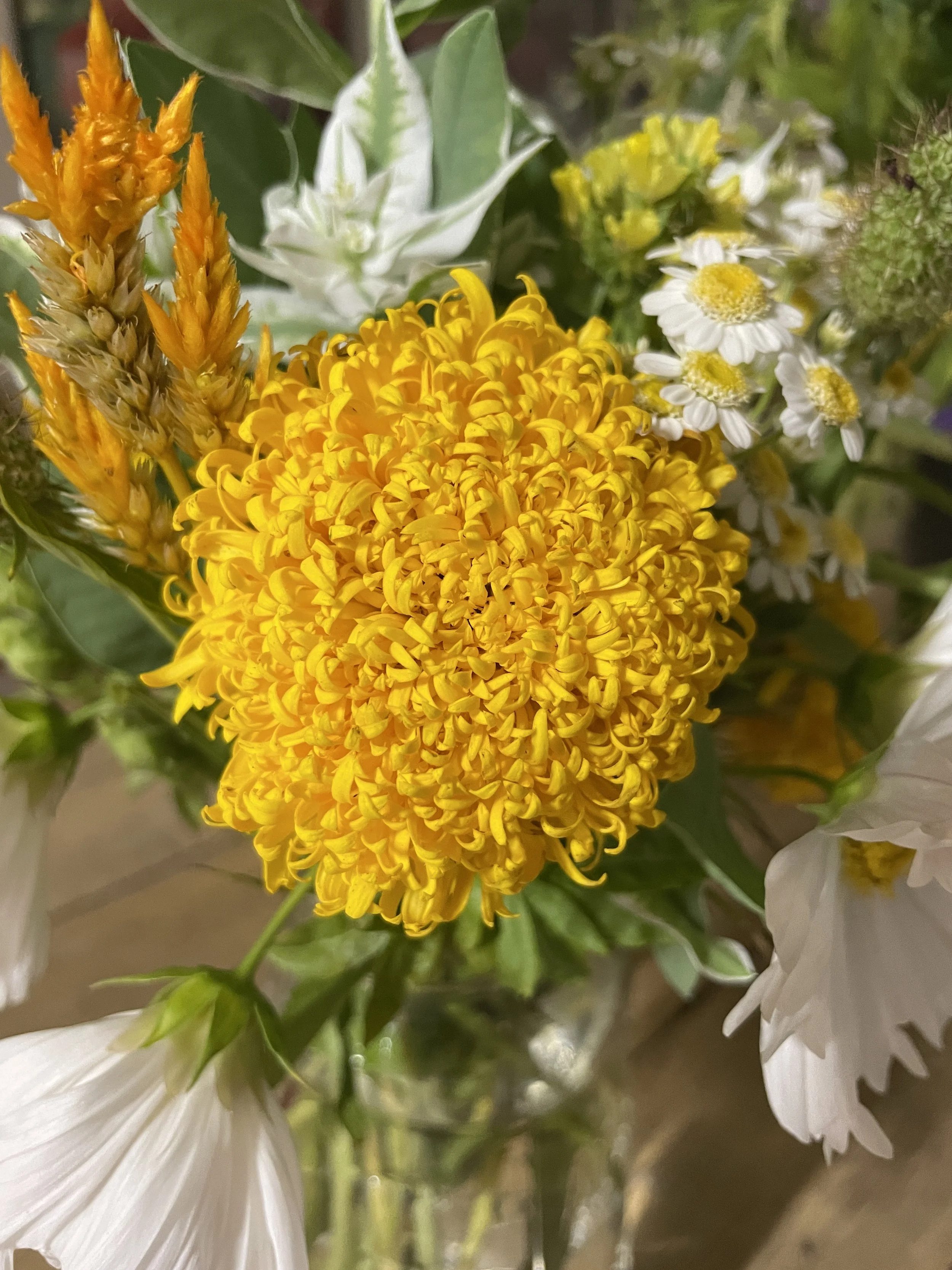 Marigold Mission Giant.JPG