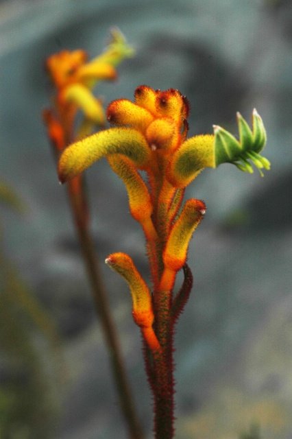 Kangaroo Paws – Bush Tenacity