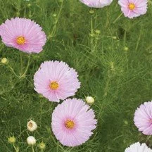 Cosmos – Cupcakes