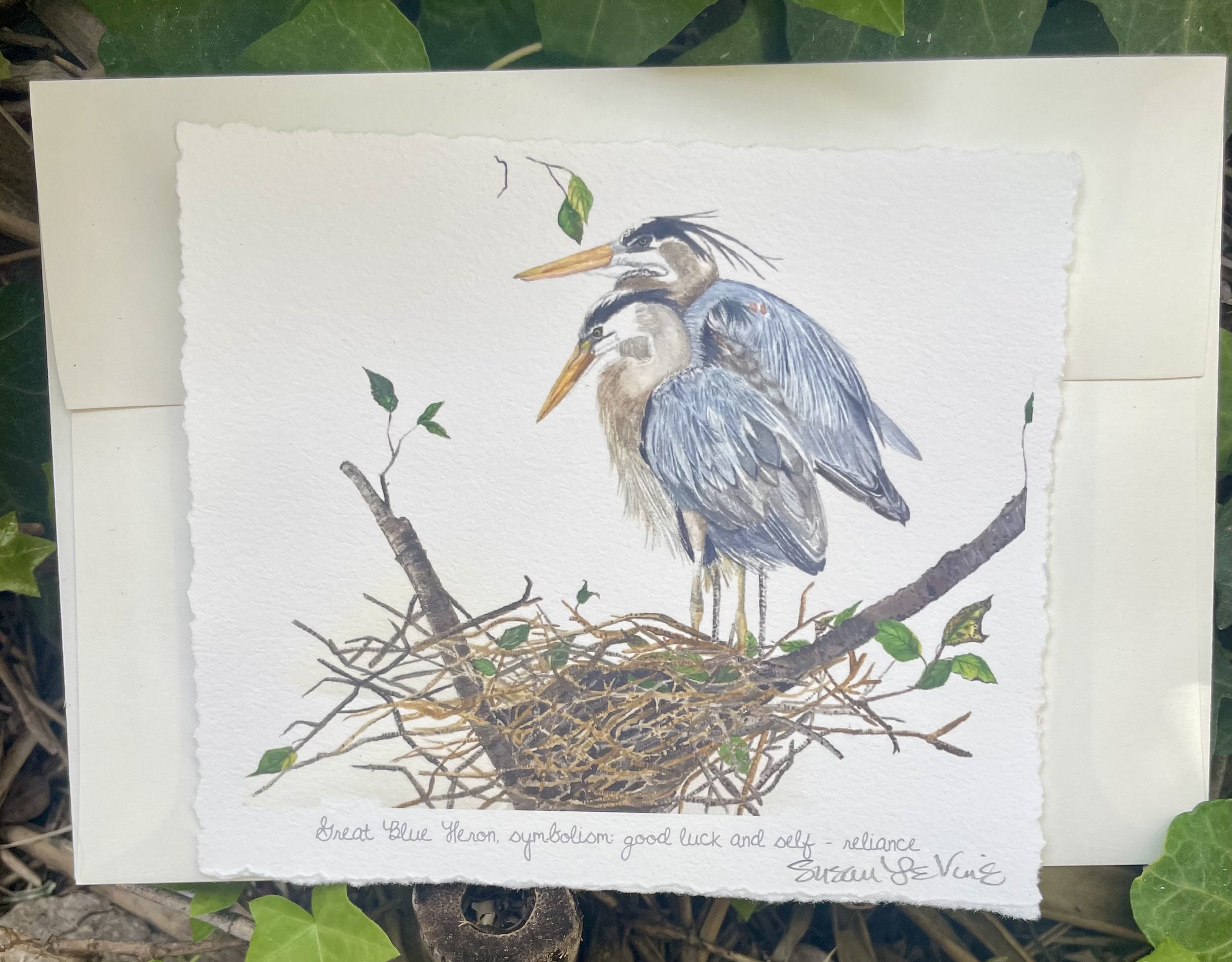LeVine_greatblueheron.jpg