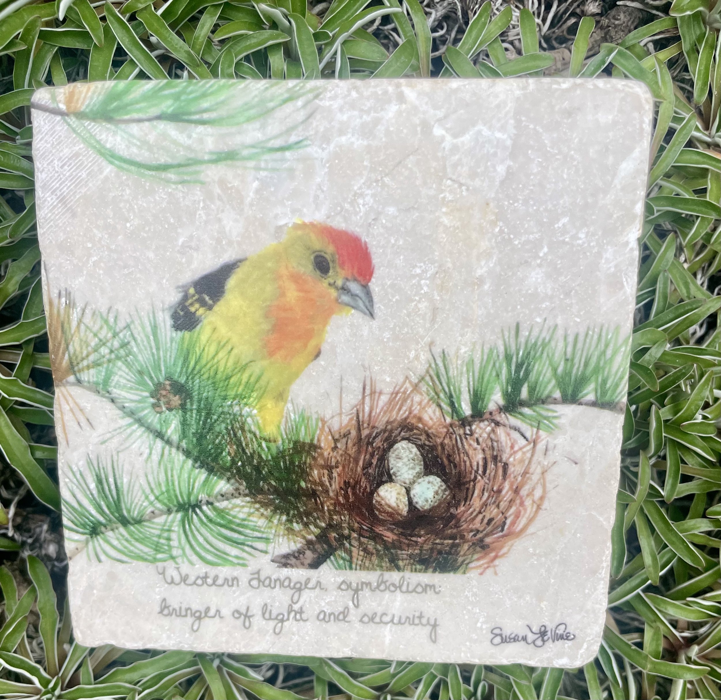 Coasters_westerntanager.jpg