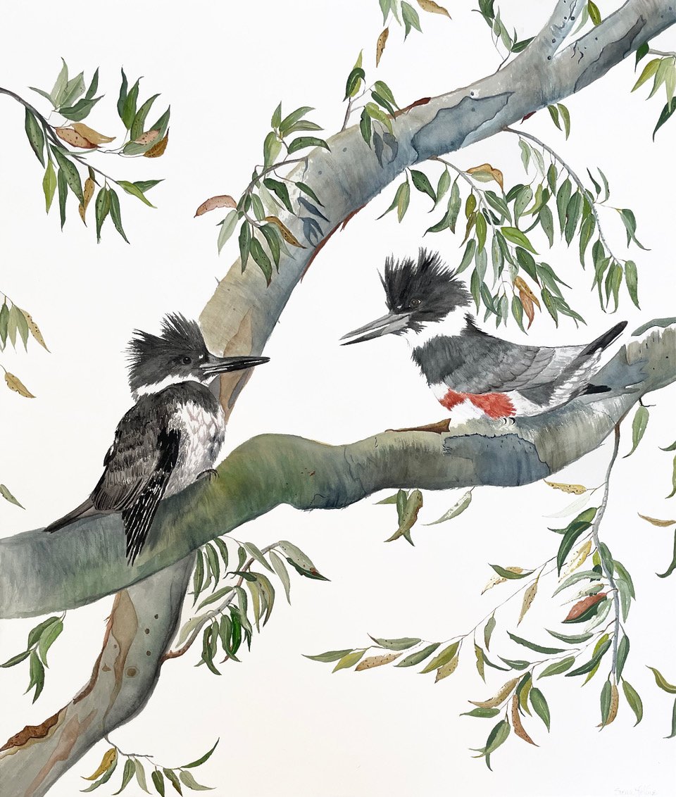 Kingfisher Couple
