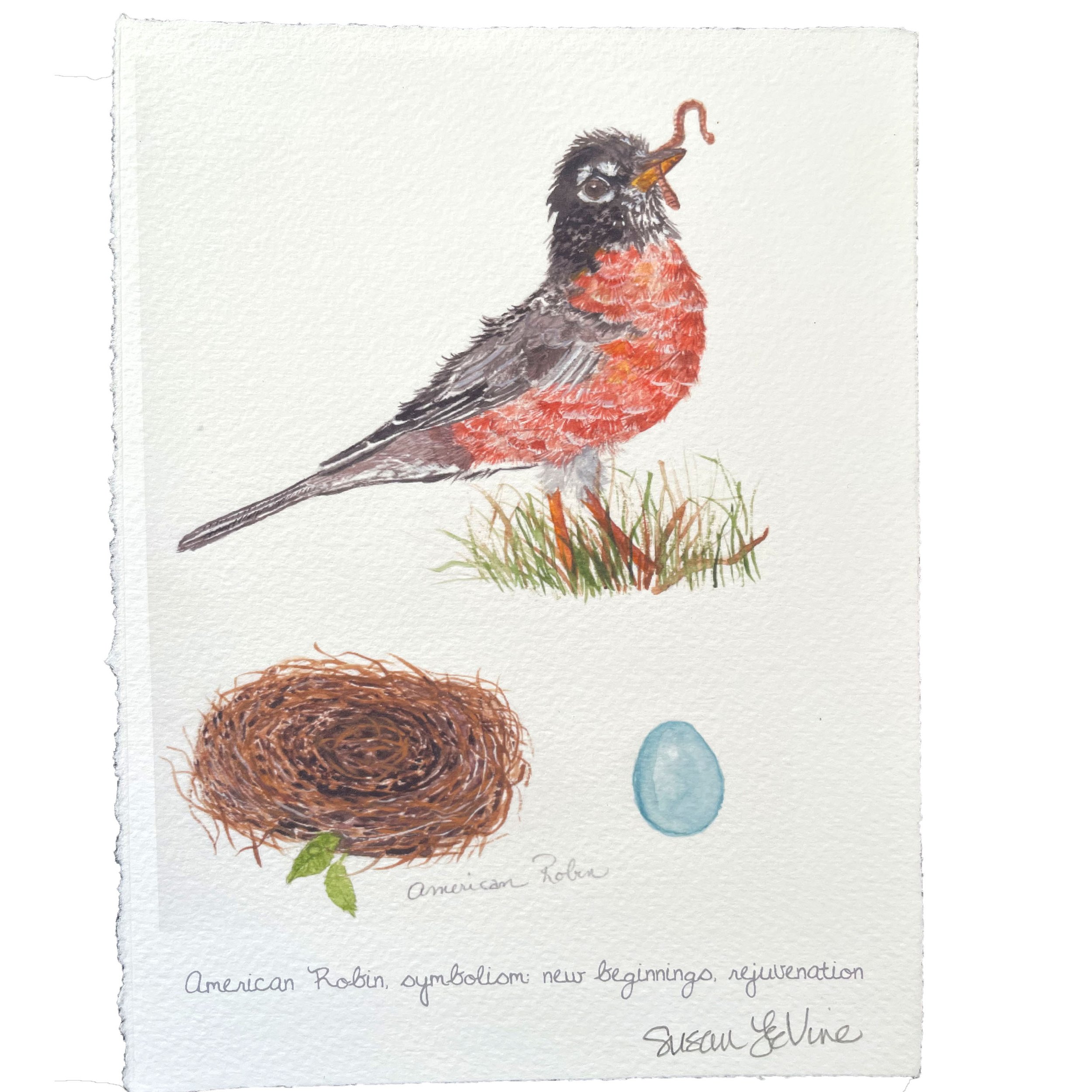 catyalog324_americanrobin.jpg