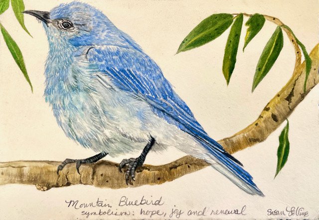 Mountain Bluebird