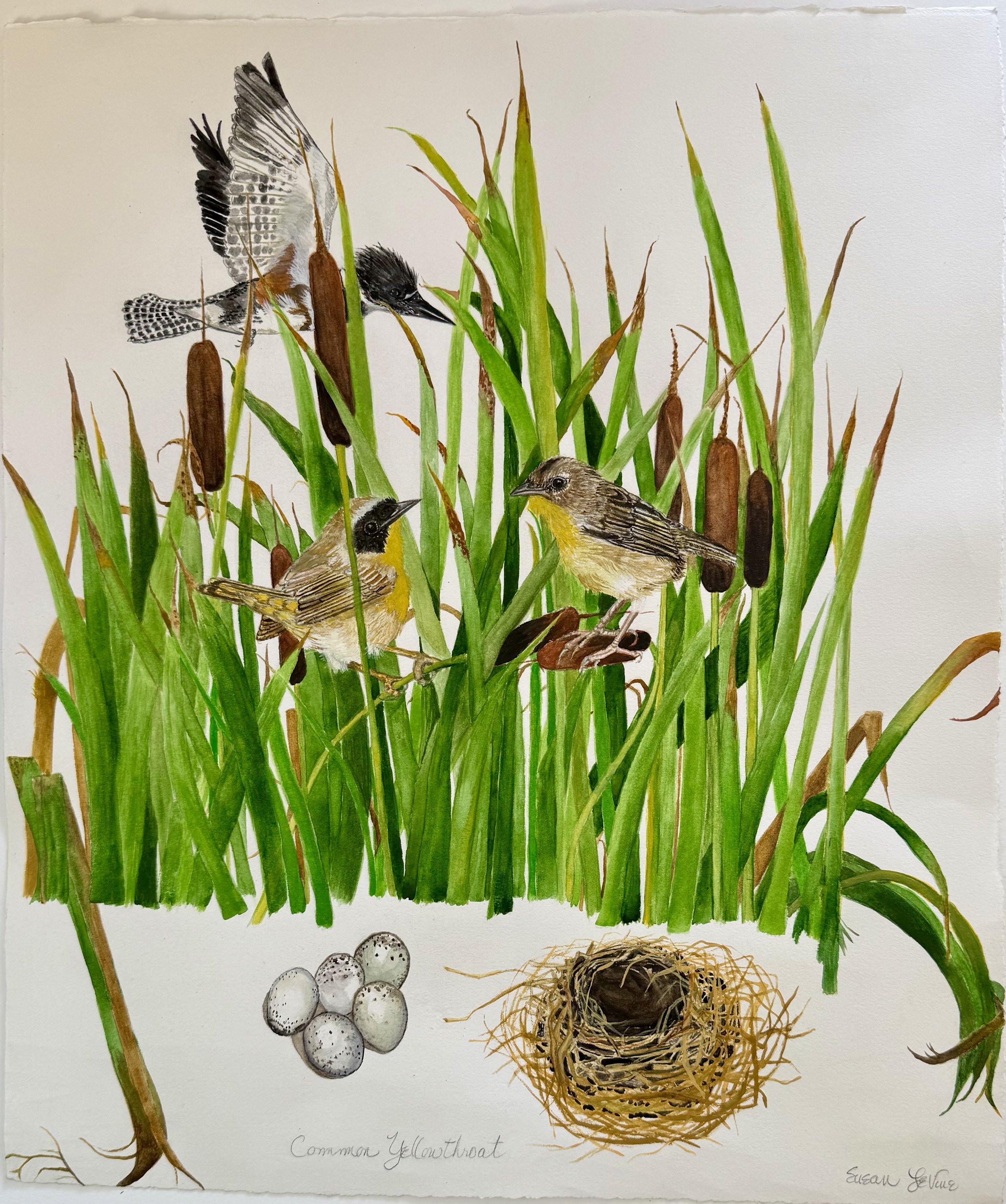 Common Yellowthroat Warblers in Cattails with a female Belted Kingfisher flying overhead
