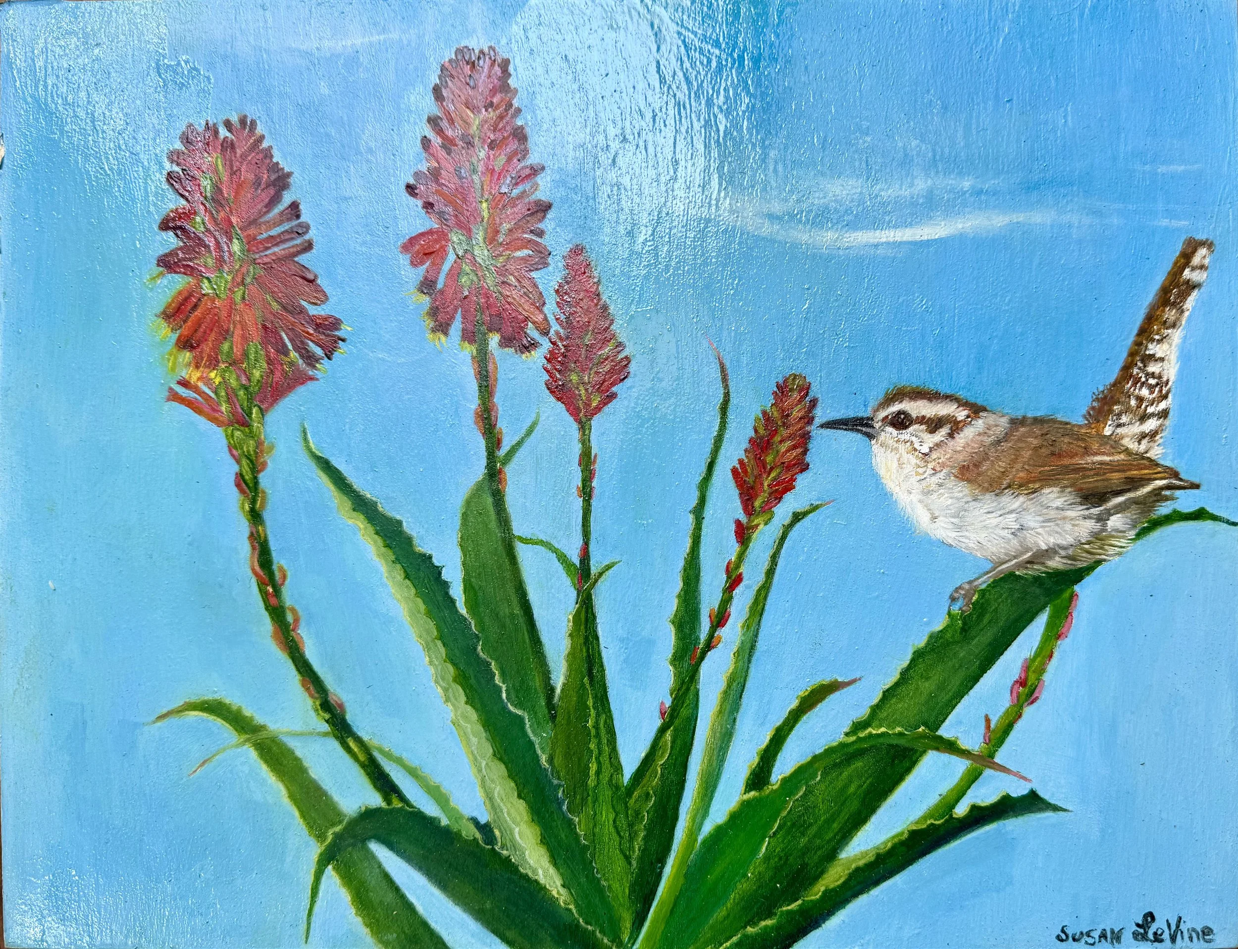 Bewick's Wren on an Aloe.jpg