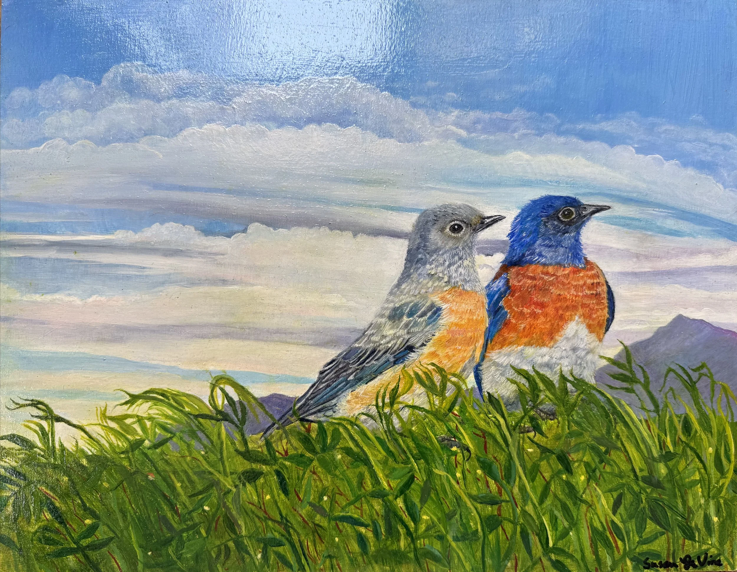Western_Bluebird_in Oil.jpg