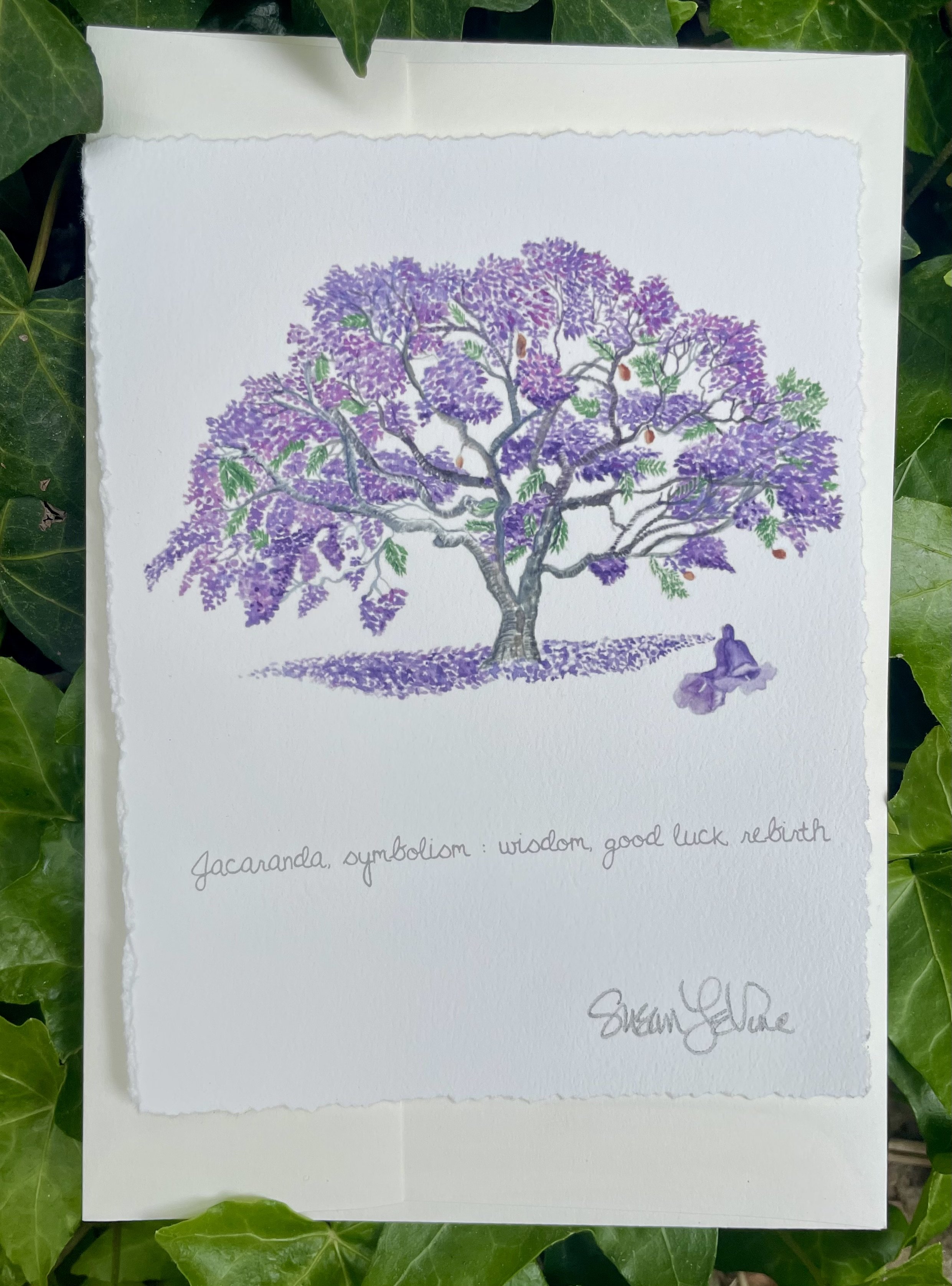 LEVine_Jacaranda.jpg