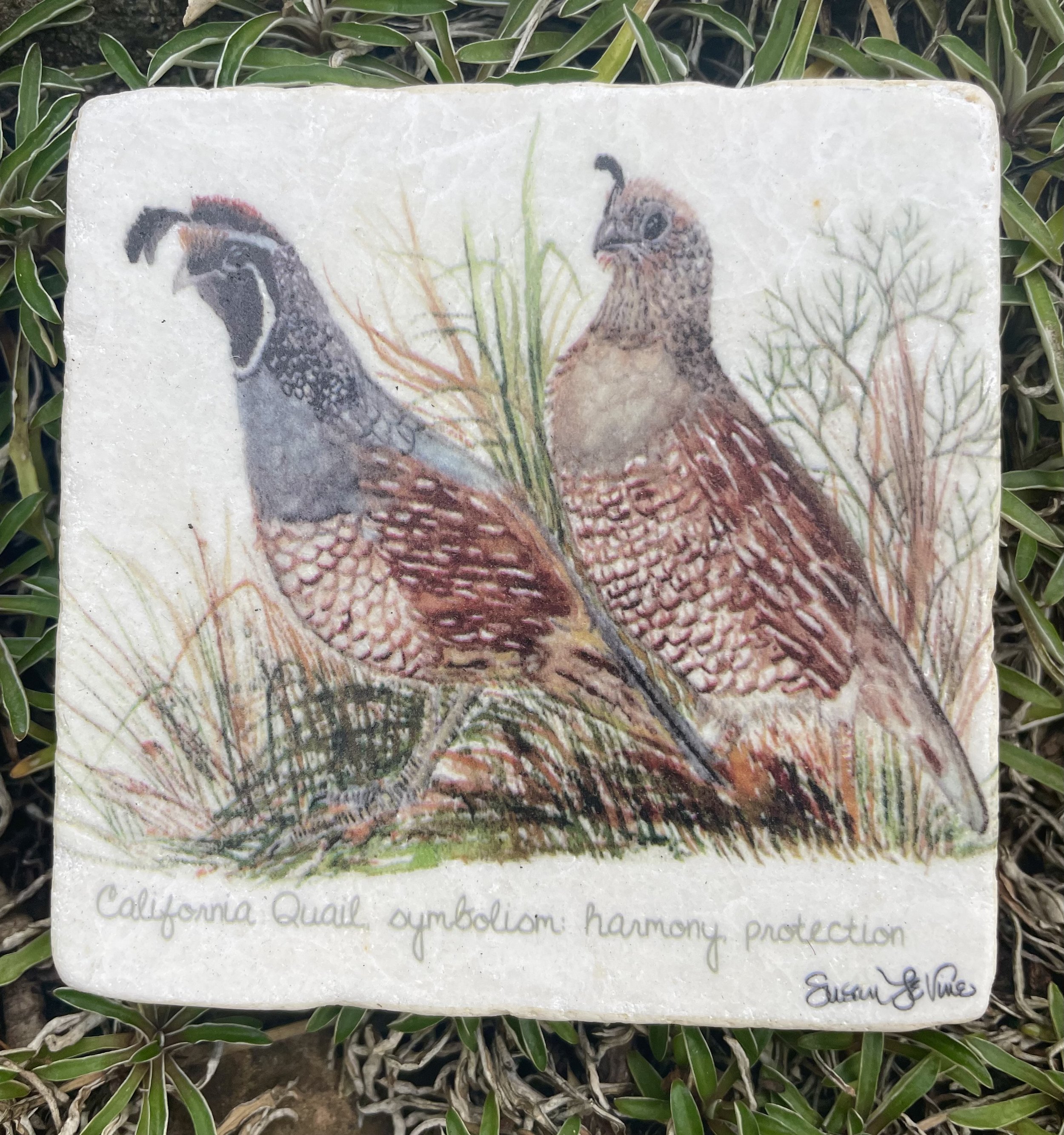 Coaster_quail.jpg