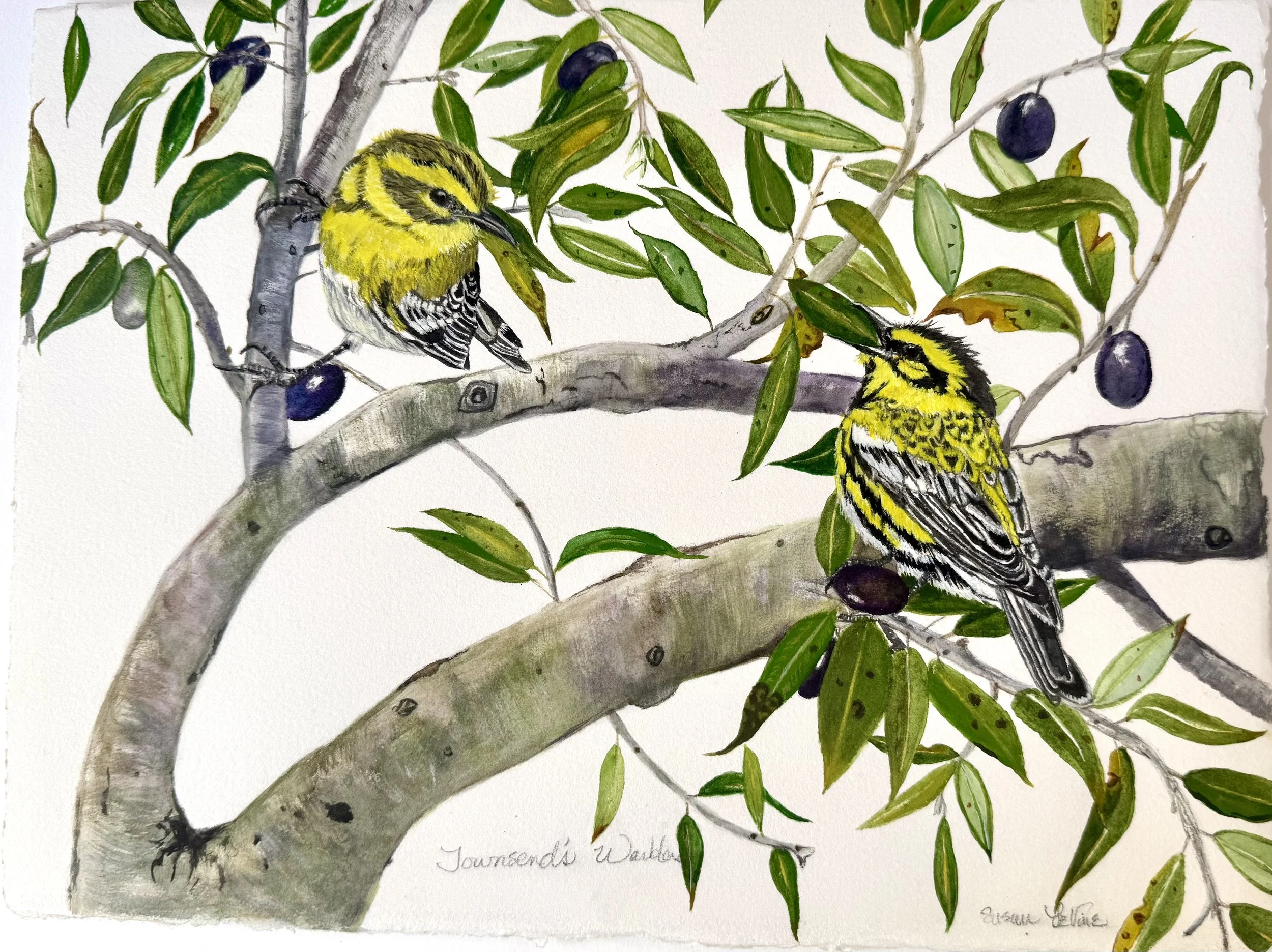 Townsend's_Warblers_2026.jpeg