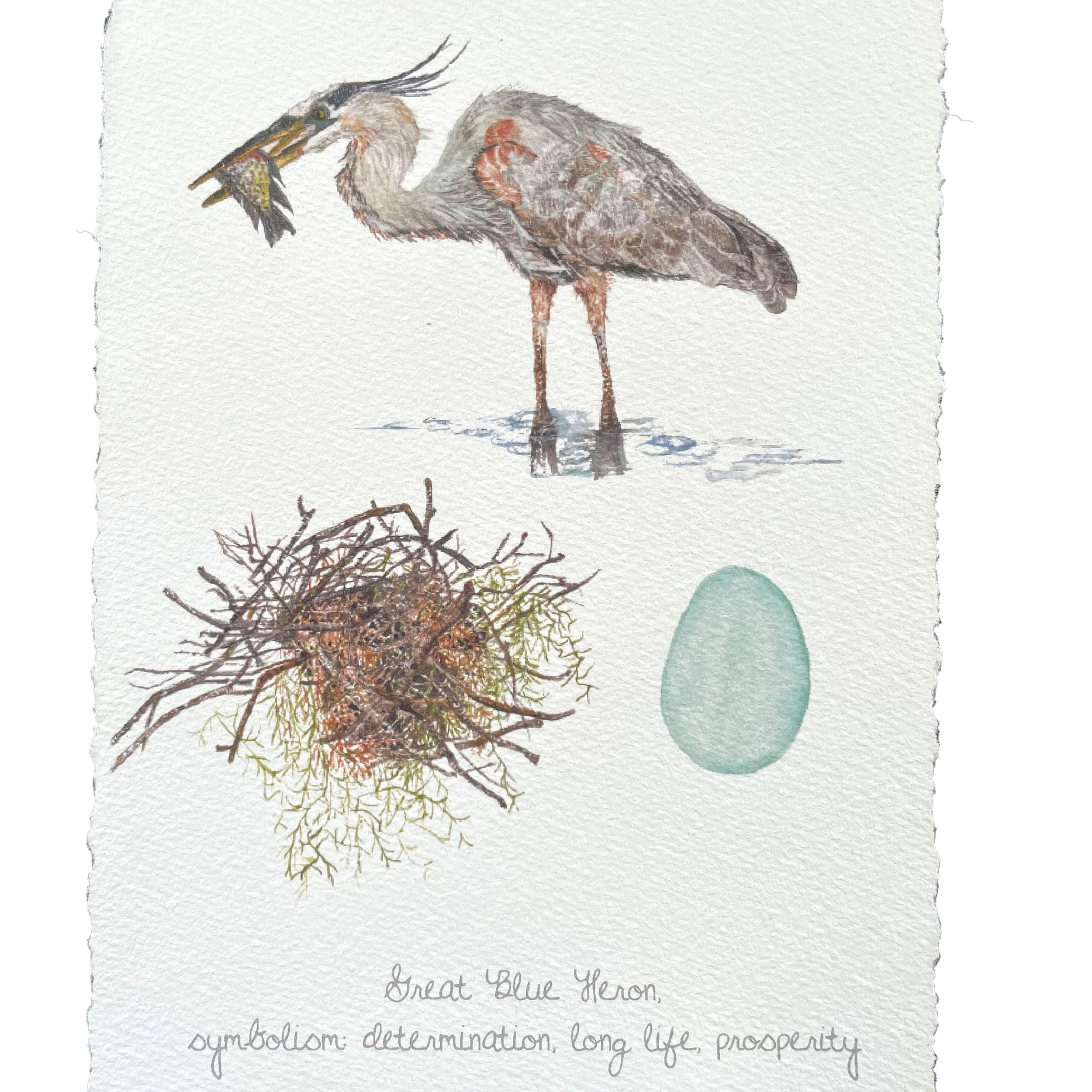 catalog357_Greatblueheron.jpg