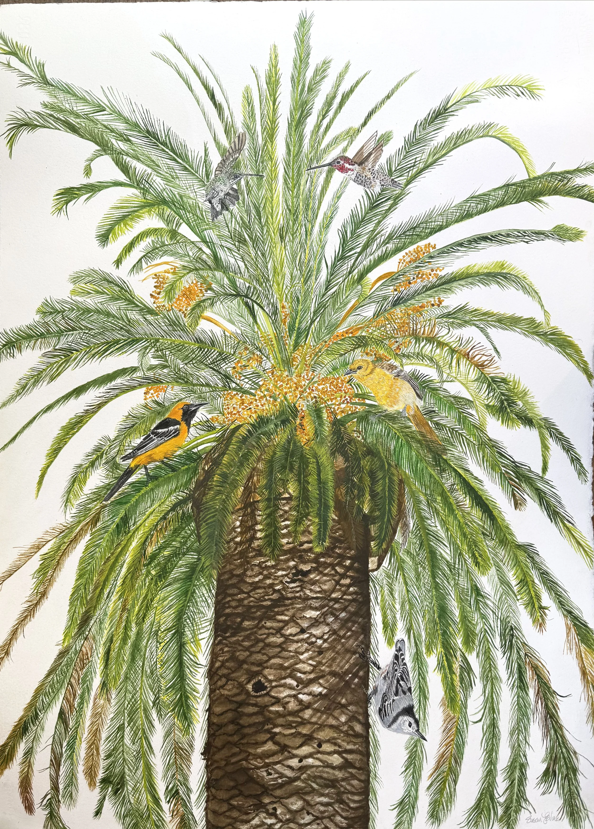 CanaryPalmwithfriends.jpg