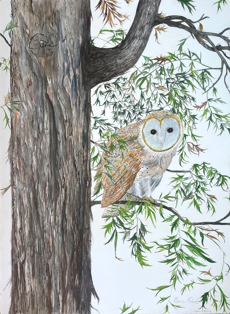 Barn Owl in a Silk Oak