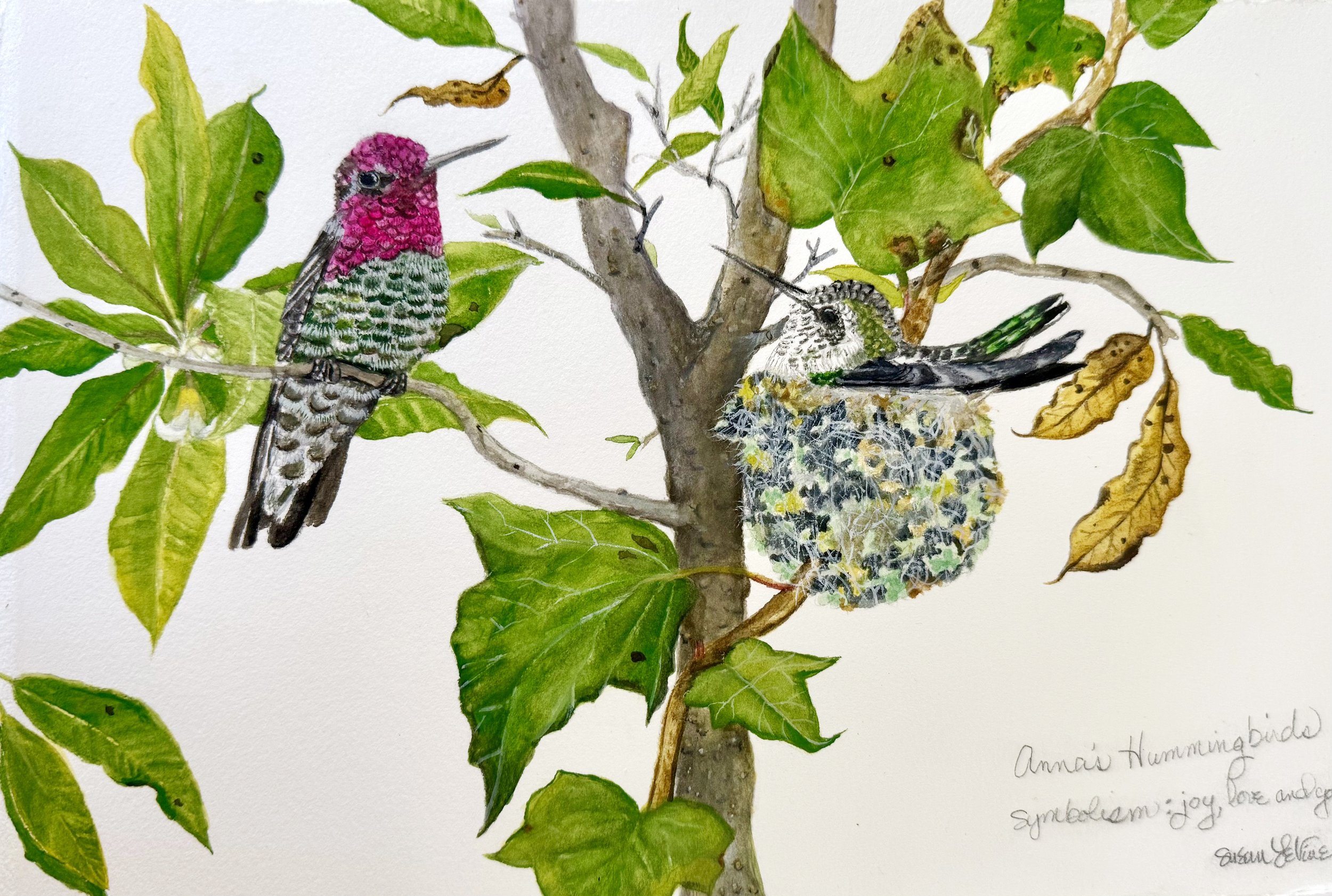 Anna's hummingbirds_in_pittosporum_2026.jpg