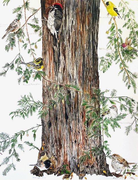 Redwood with Many Birds