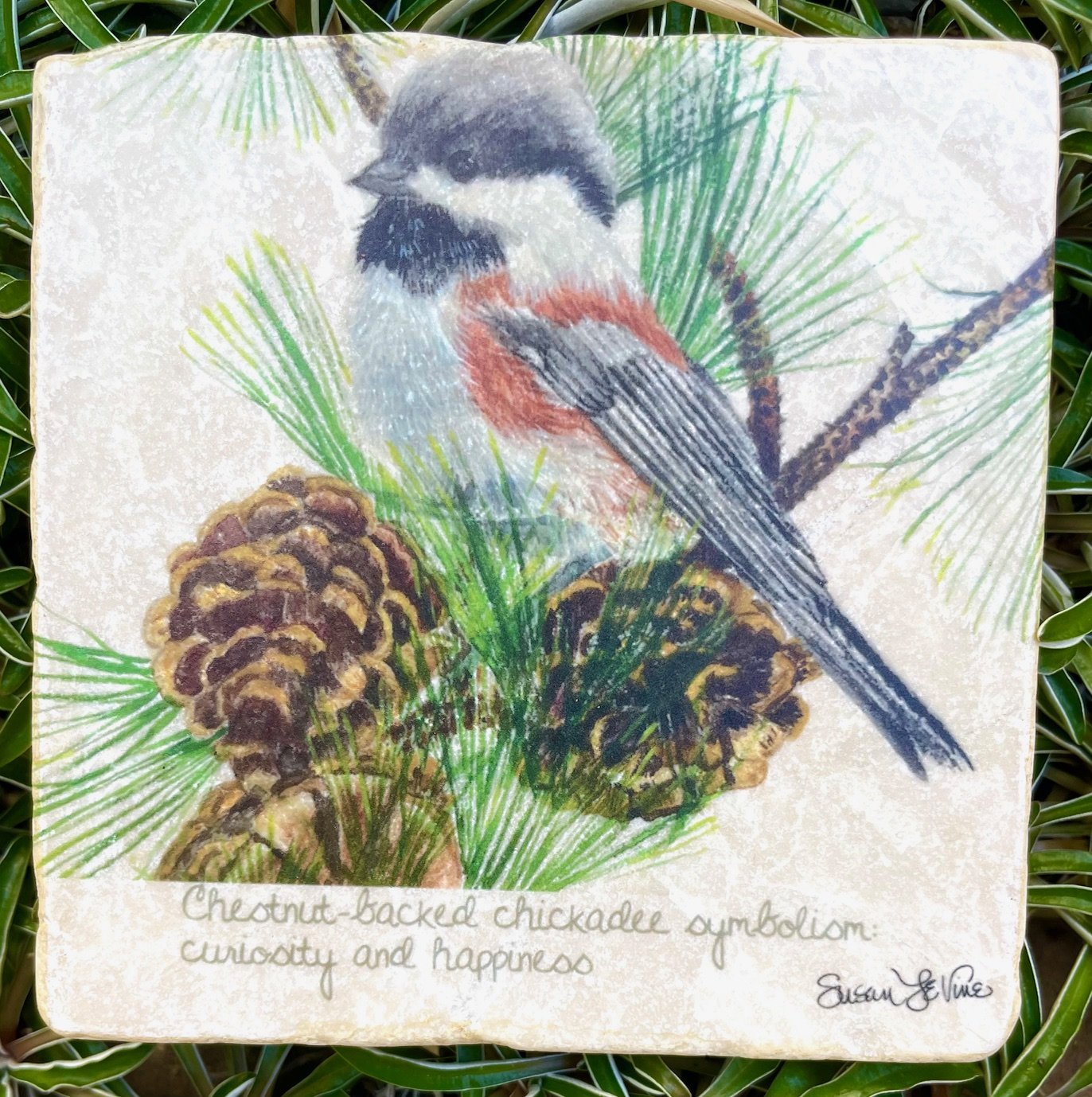 Coaster_chestnutbackedchicadee.jpg