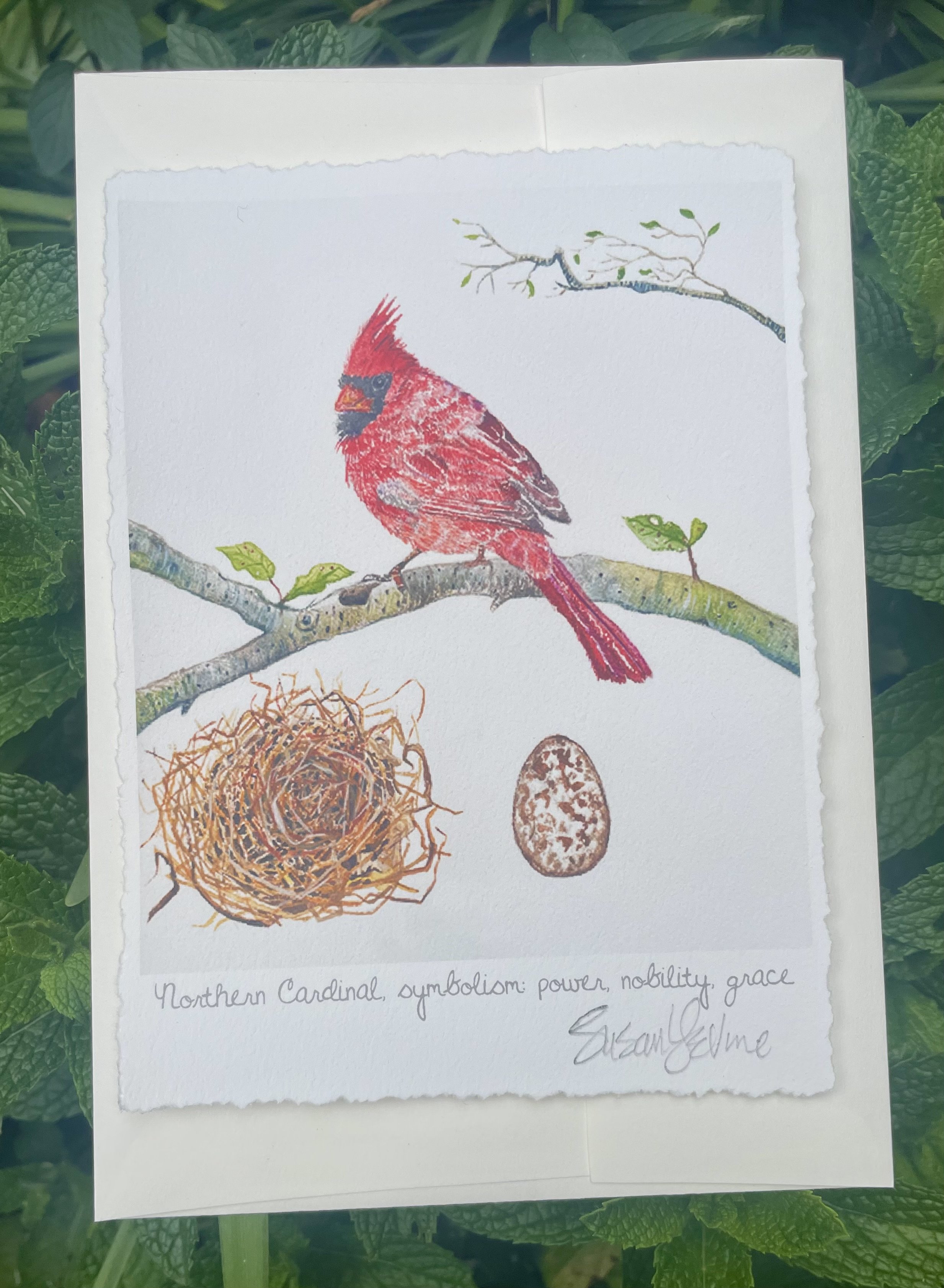 LeVine_cardinal.jpg