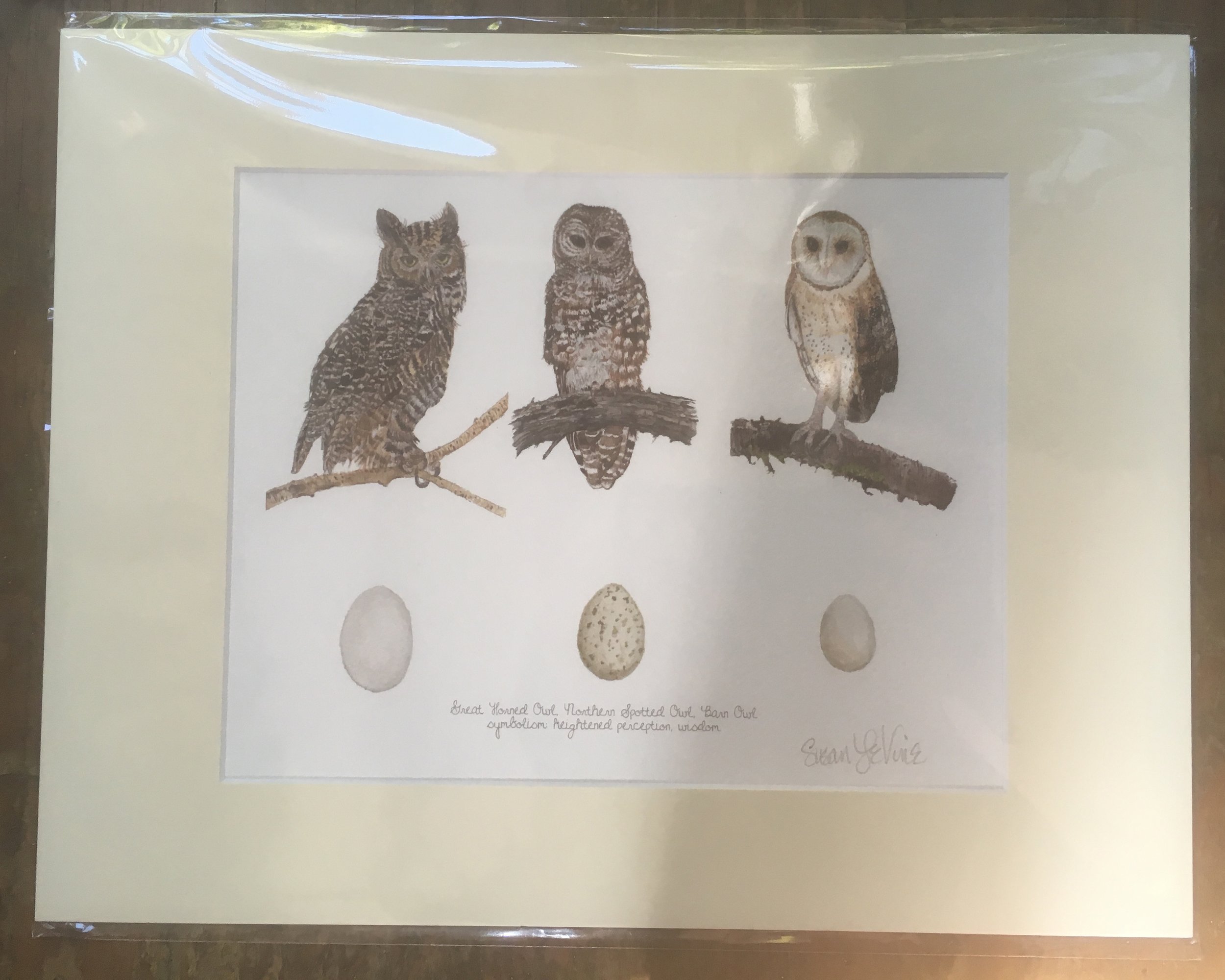 LeVine_owltrio_matted.jpg