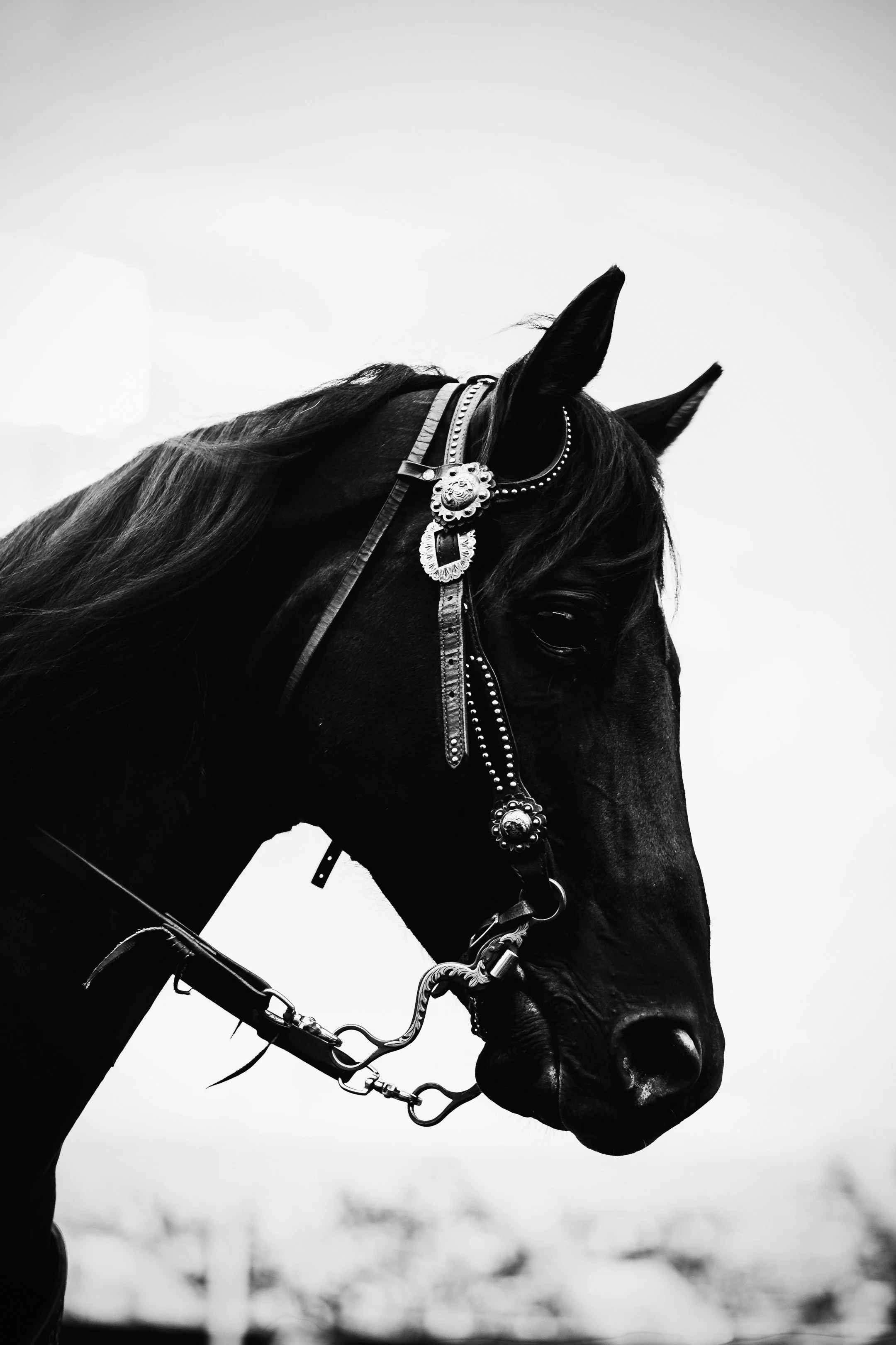 Black and white photo of a horse with a decorated bridle and a long flowing mane, facing to the right.