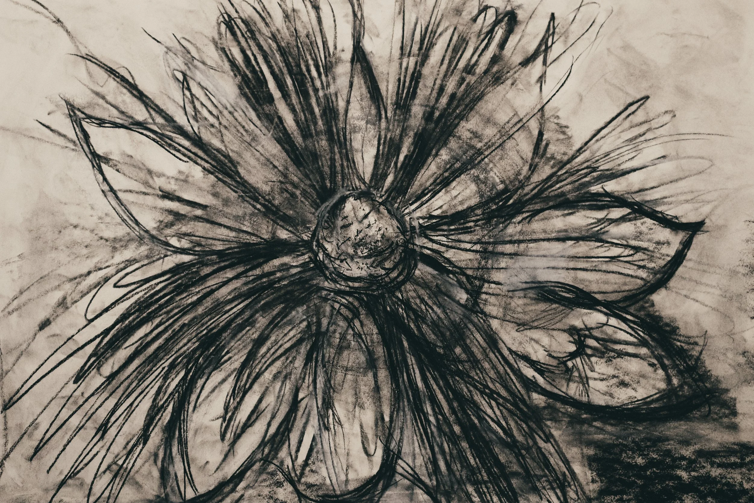 Wilted Radiance - Floral charcoal art print by Samantha Almeida | Art & Lace Studio
