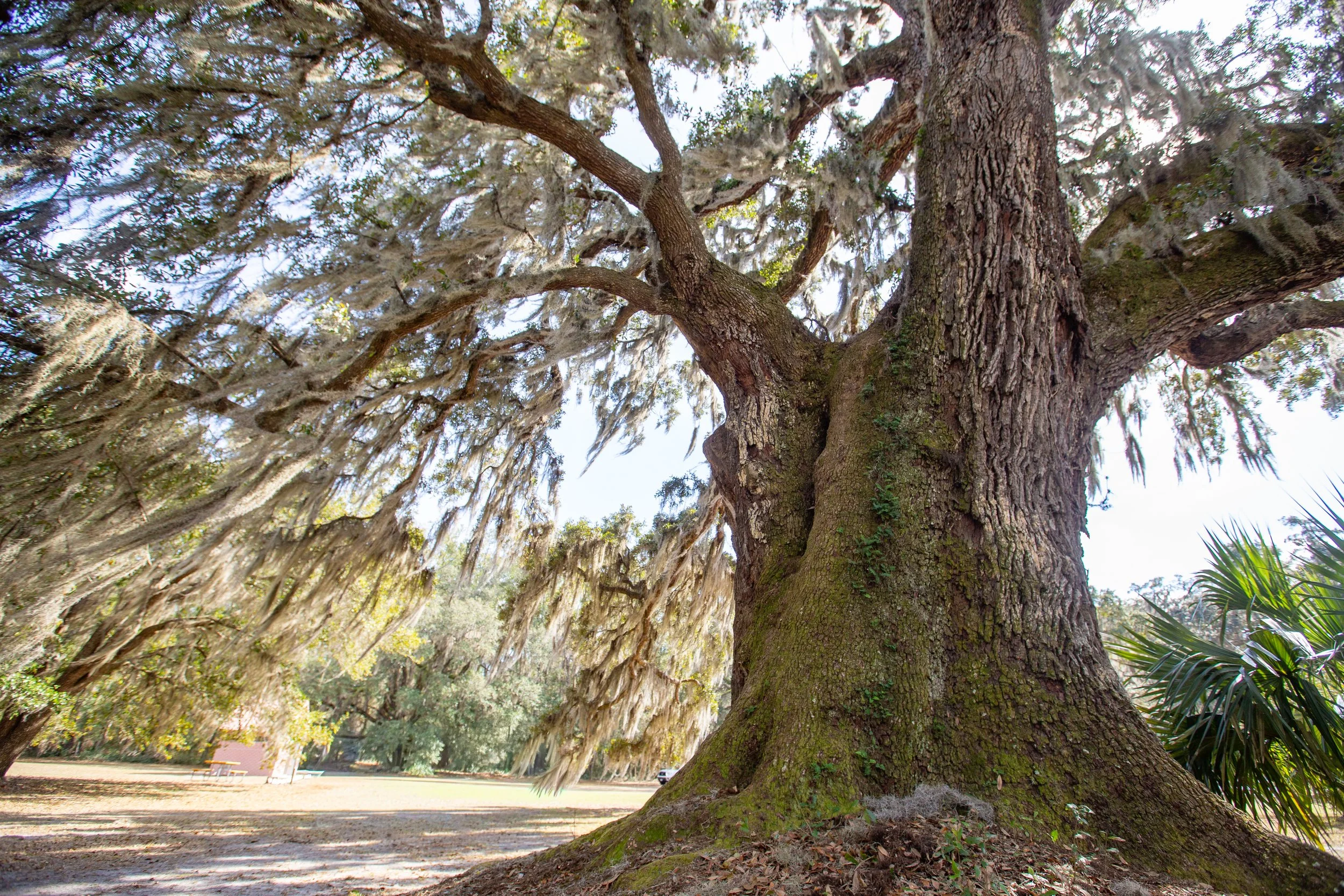 Oak Tales (Part 1) | Savannah