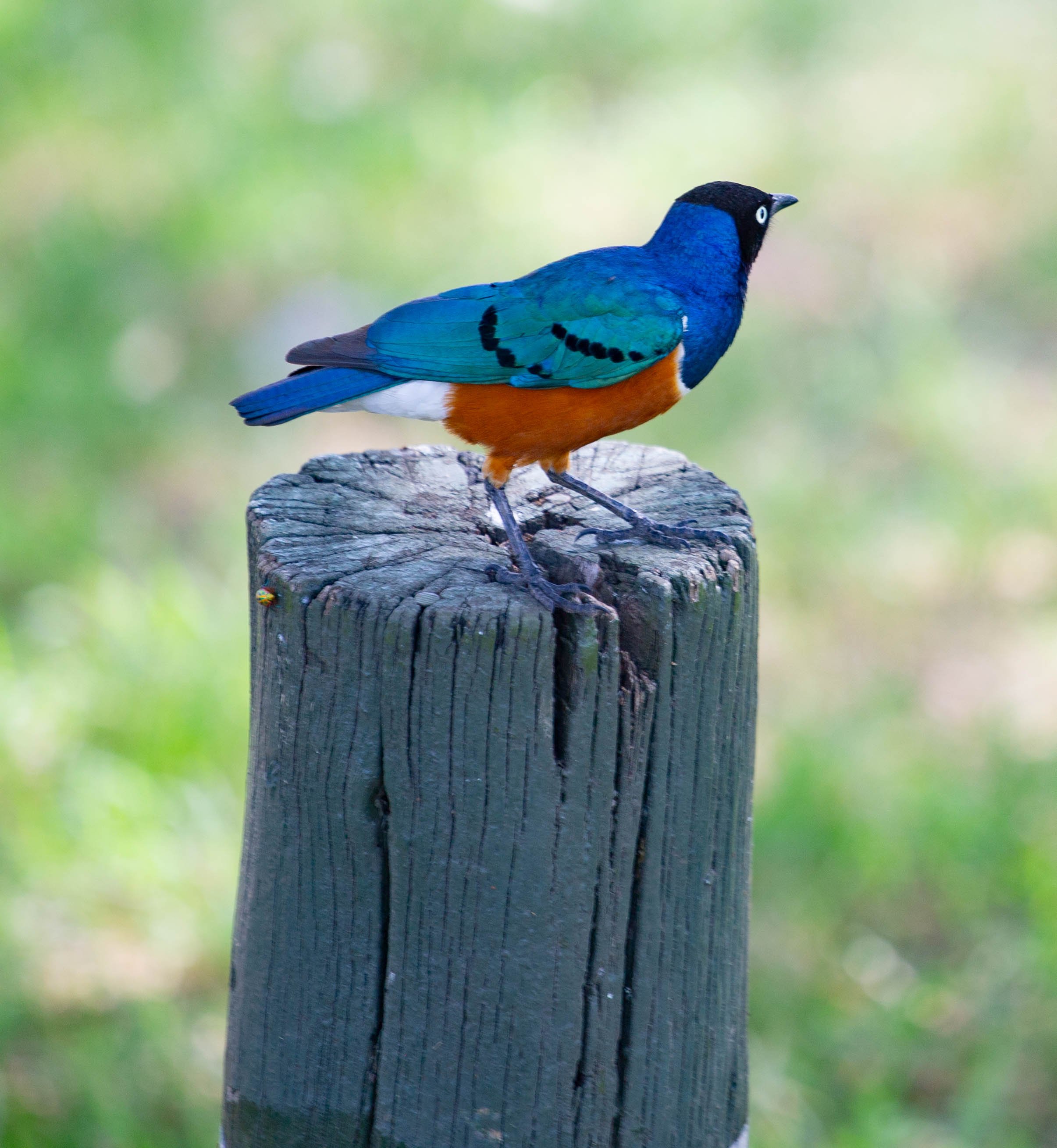 Nakuru National Park