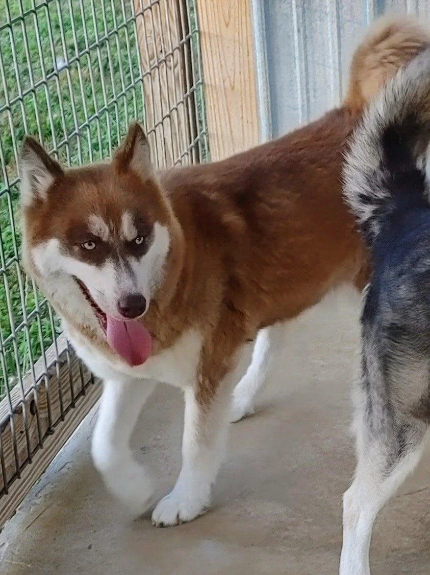 Our Dames & Sires — Halo Huskies