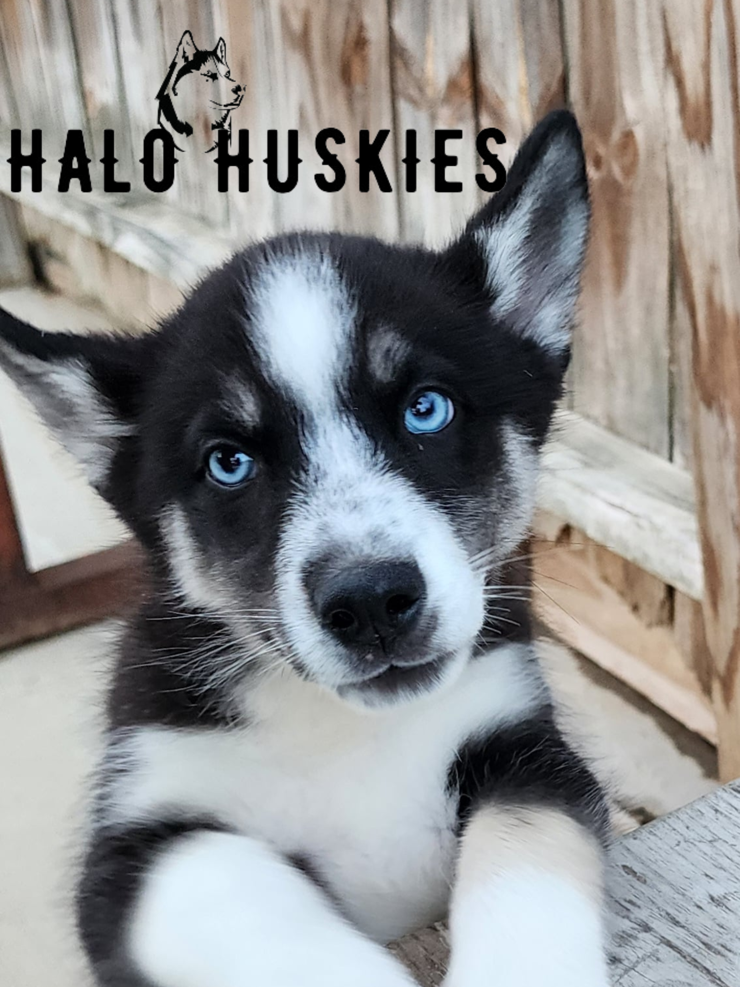Ruby Clyde Sold: Ruby/Clyde’s Black and Tan Female #4 — Halo Huskies