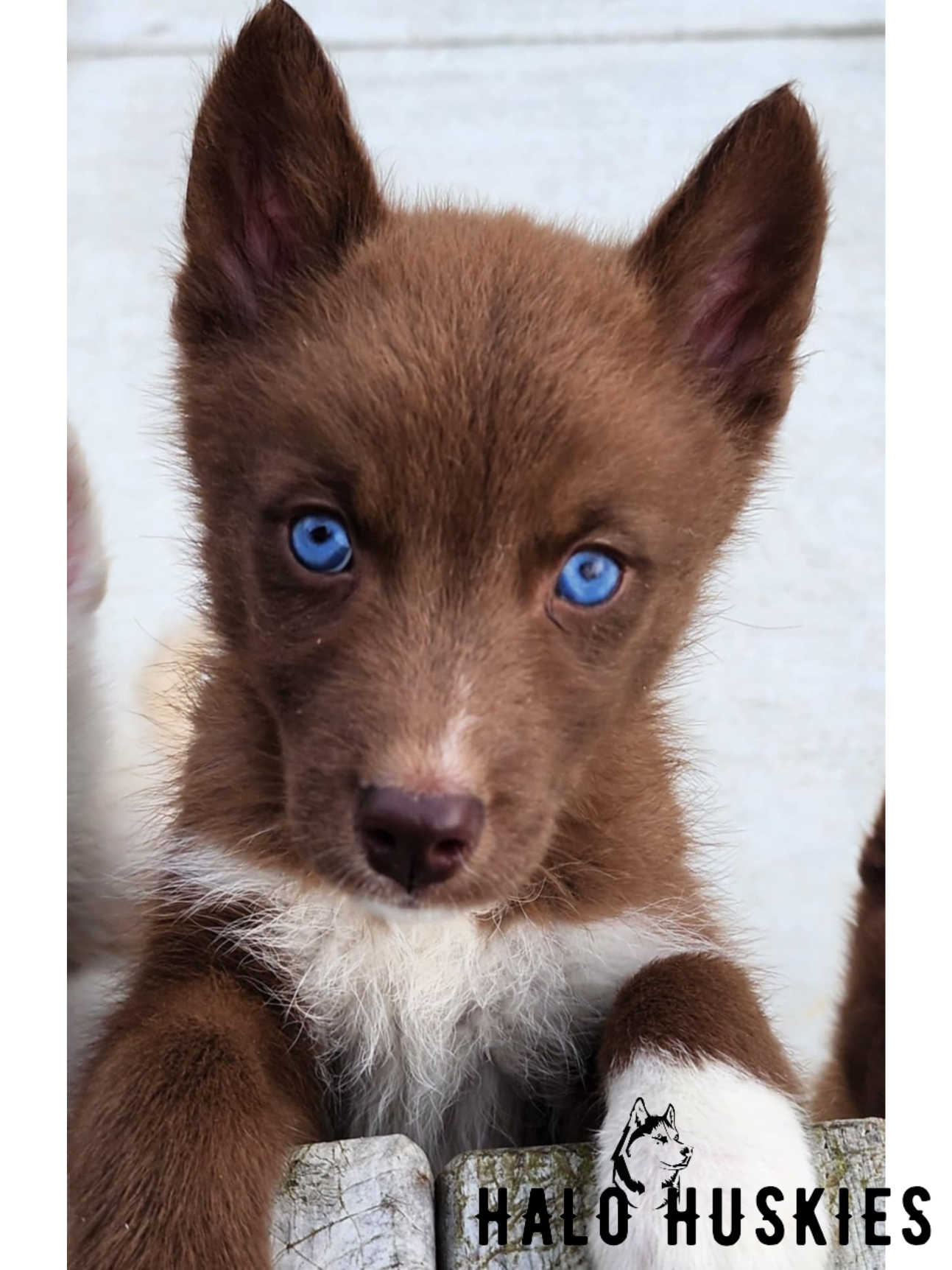 Burnsberg Kennels Wooly Siberian Husky Puppies For Sale Wooly Coat