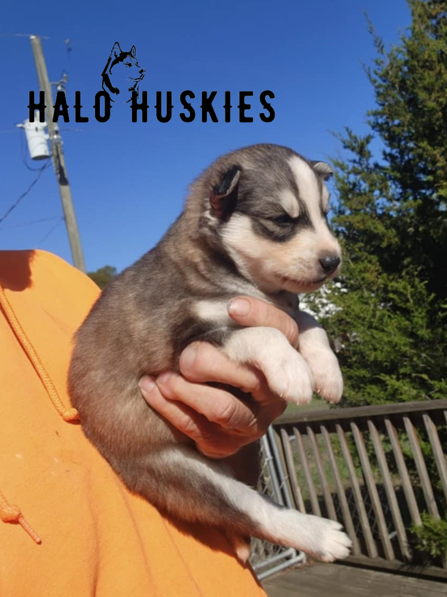 Sold: Sable Husky Puppy (Kira’s Male #5) — Halo Huskies