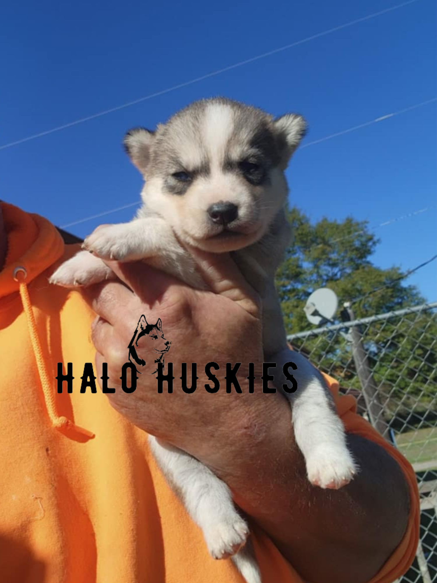 Sold: Sable Husky Puppy (Kira’s Female #6) — Halo Huskies