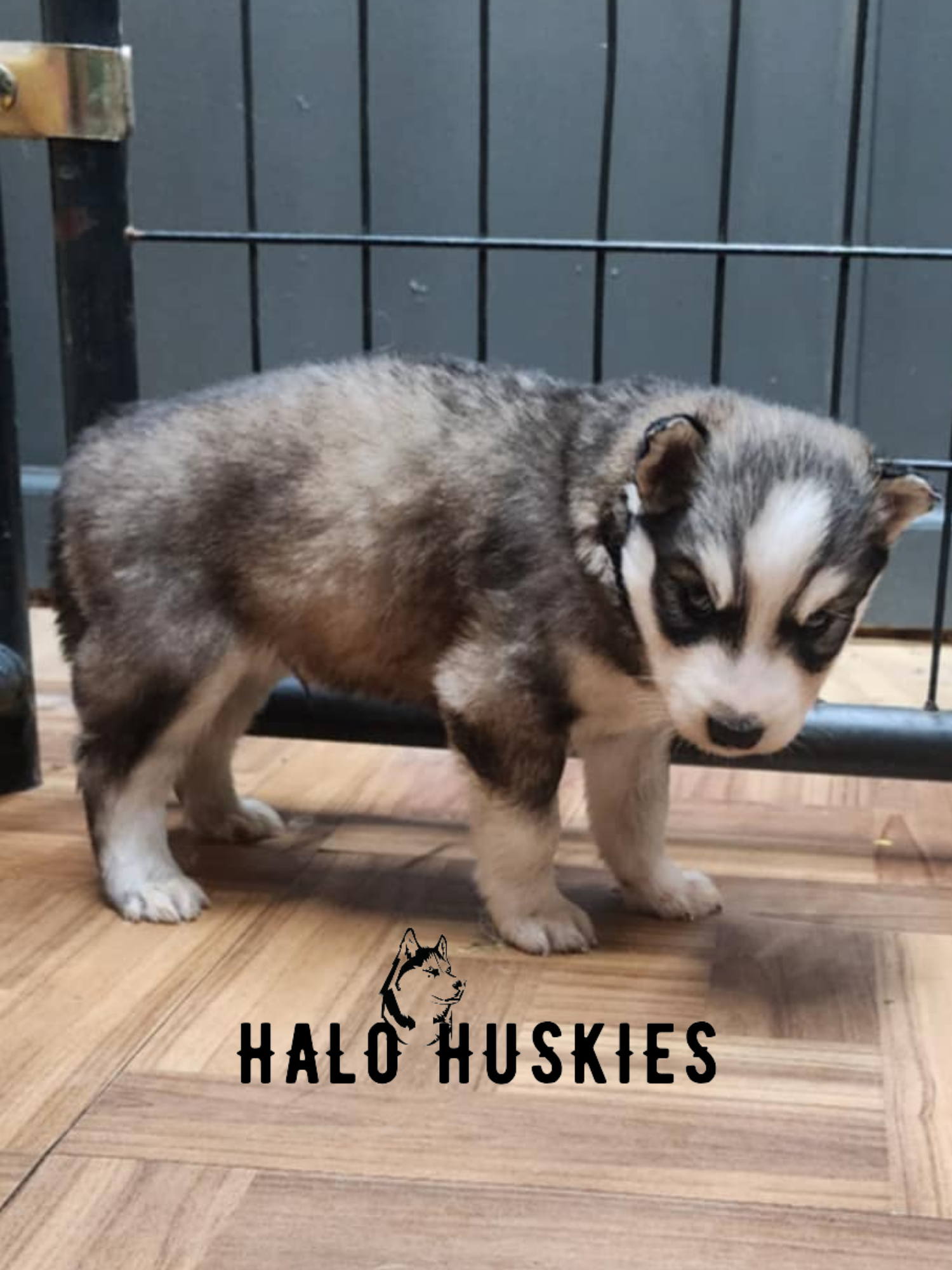 Sold: Sable Husky Puppy (Kira’s Male #5) — Halo Huskies
