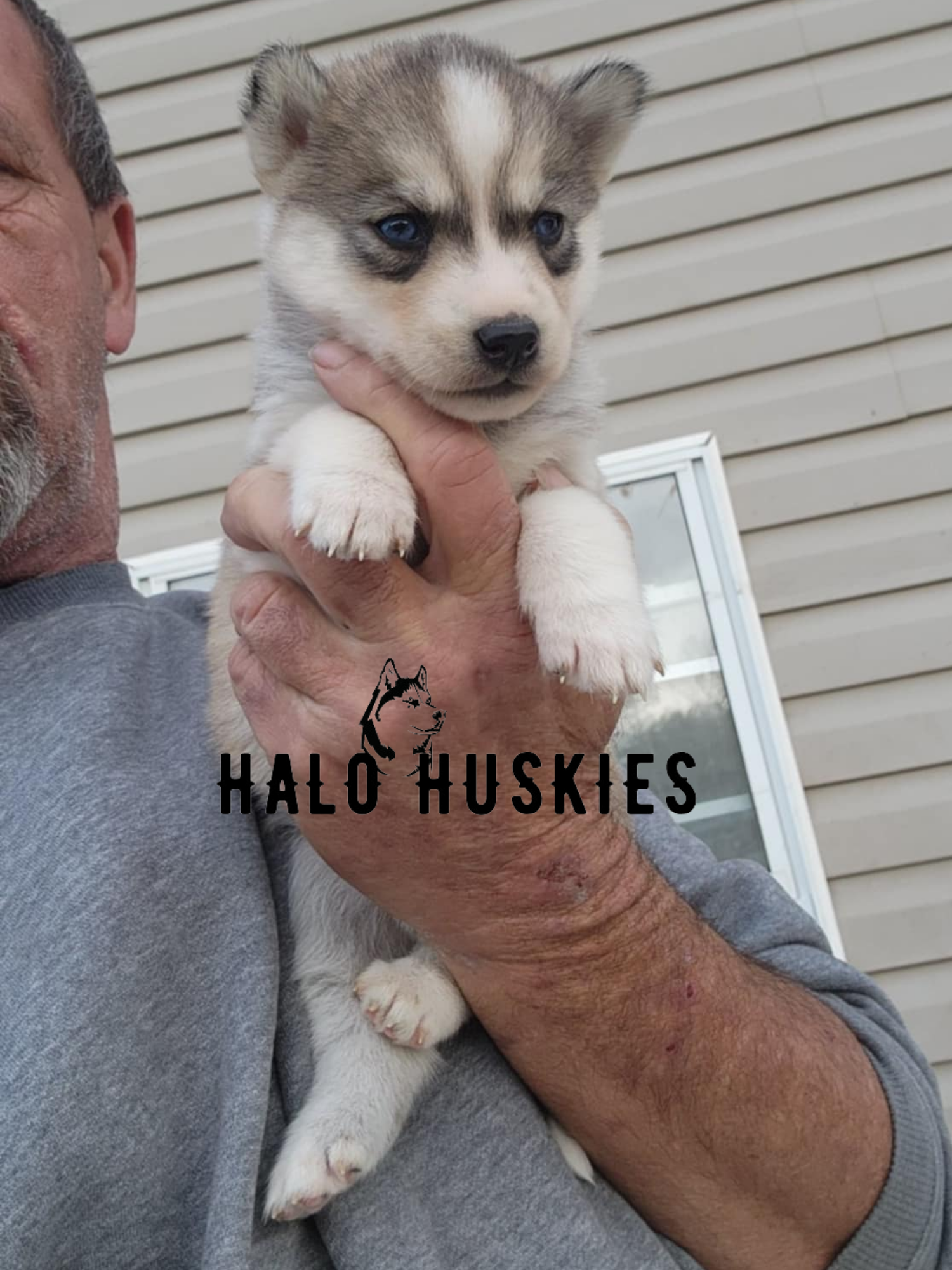 Sold: Sable Husky Puppy (Kira’s Female #6) — Halo Huskies