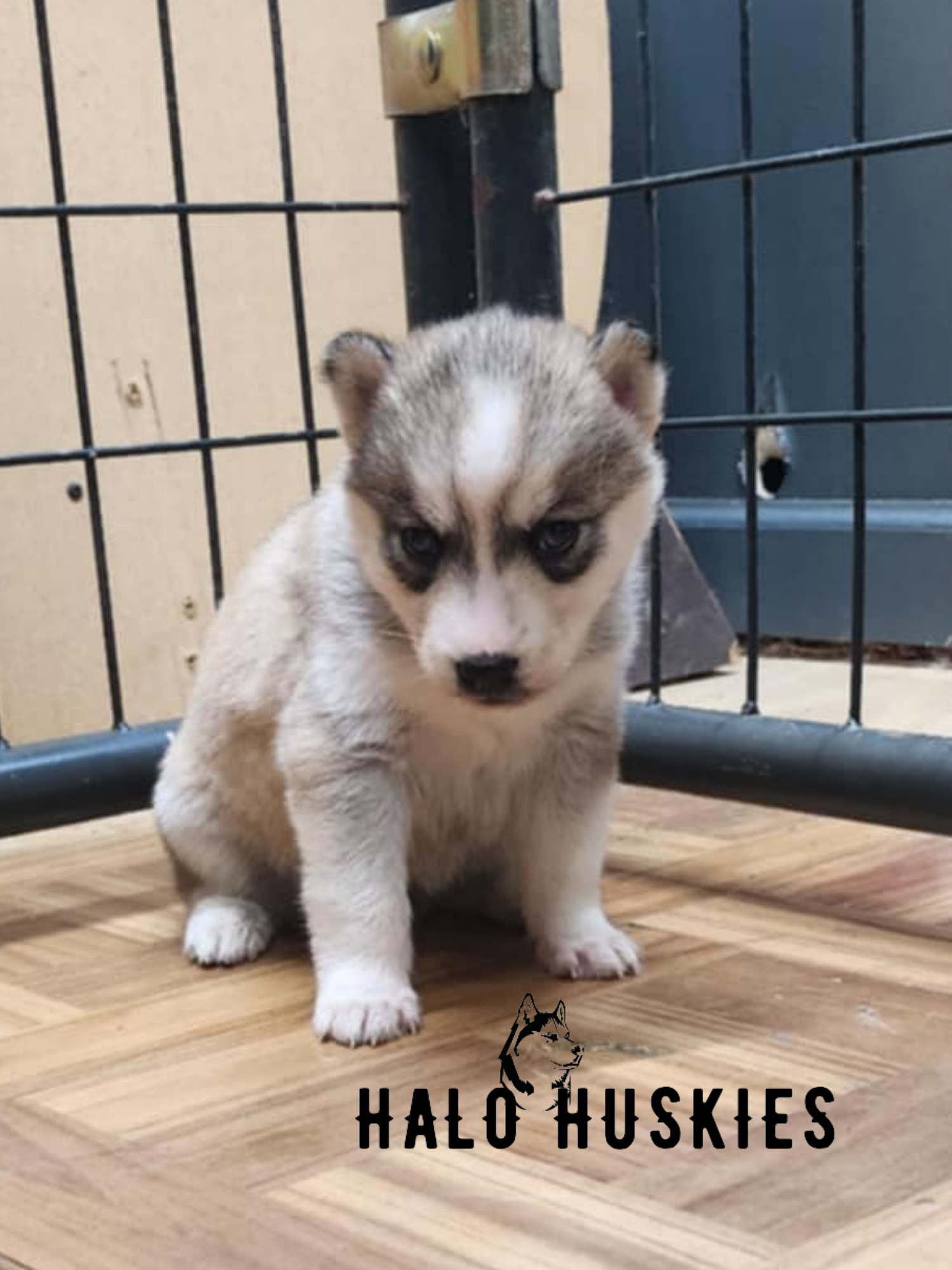 Sold: Sable Husky Puppy (Kira’s Female #6) — Halo Huskies