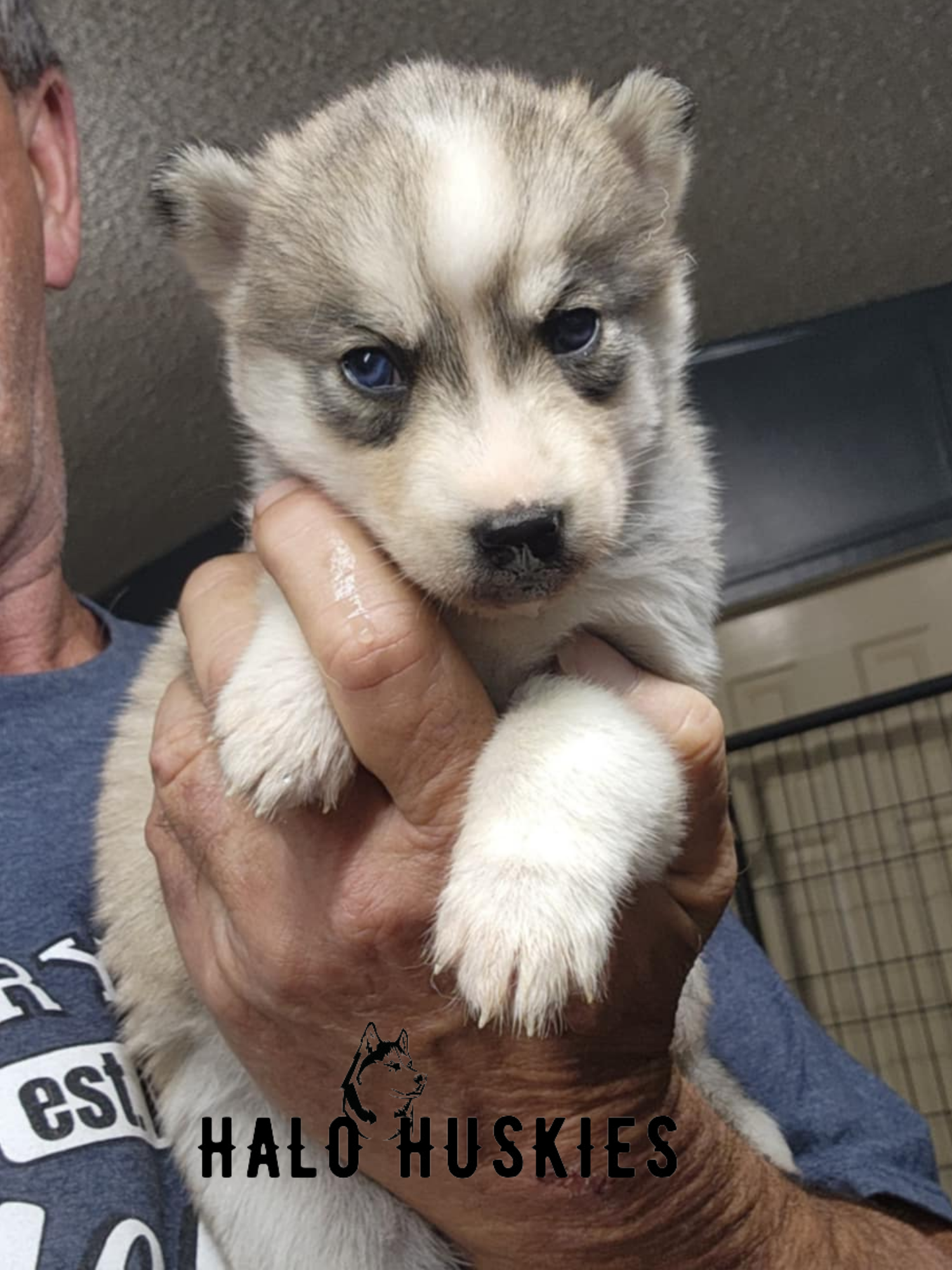 Sold: Sable Husky Puppy (Kira’s Female #6) — Halo Huskies