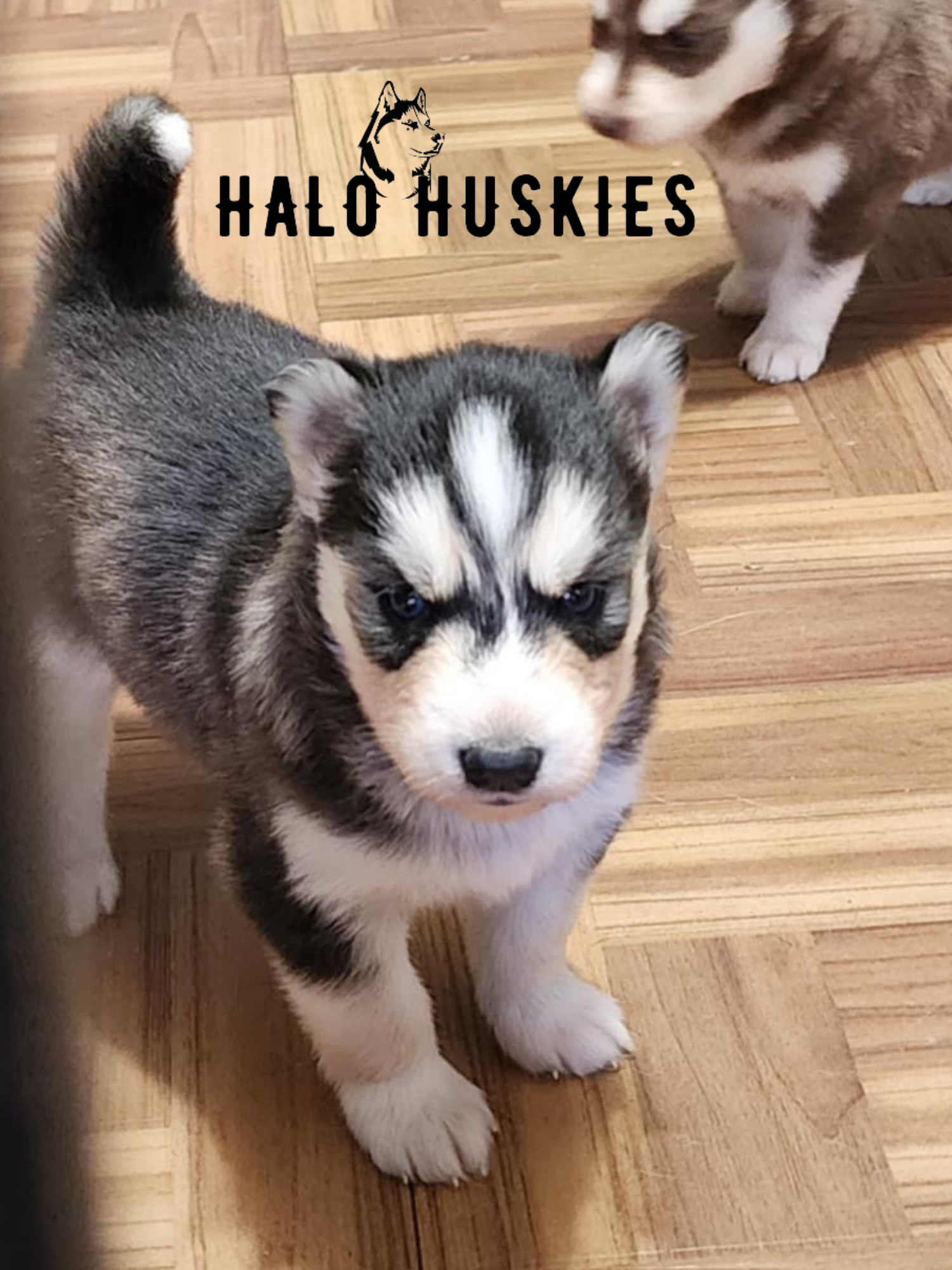 Sold: Female Husky Puppy (Kira’s Female #8) — Halo Huskies