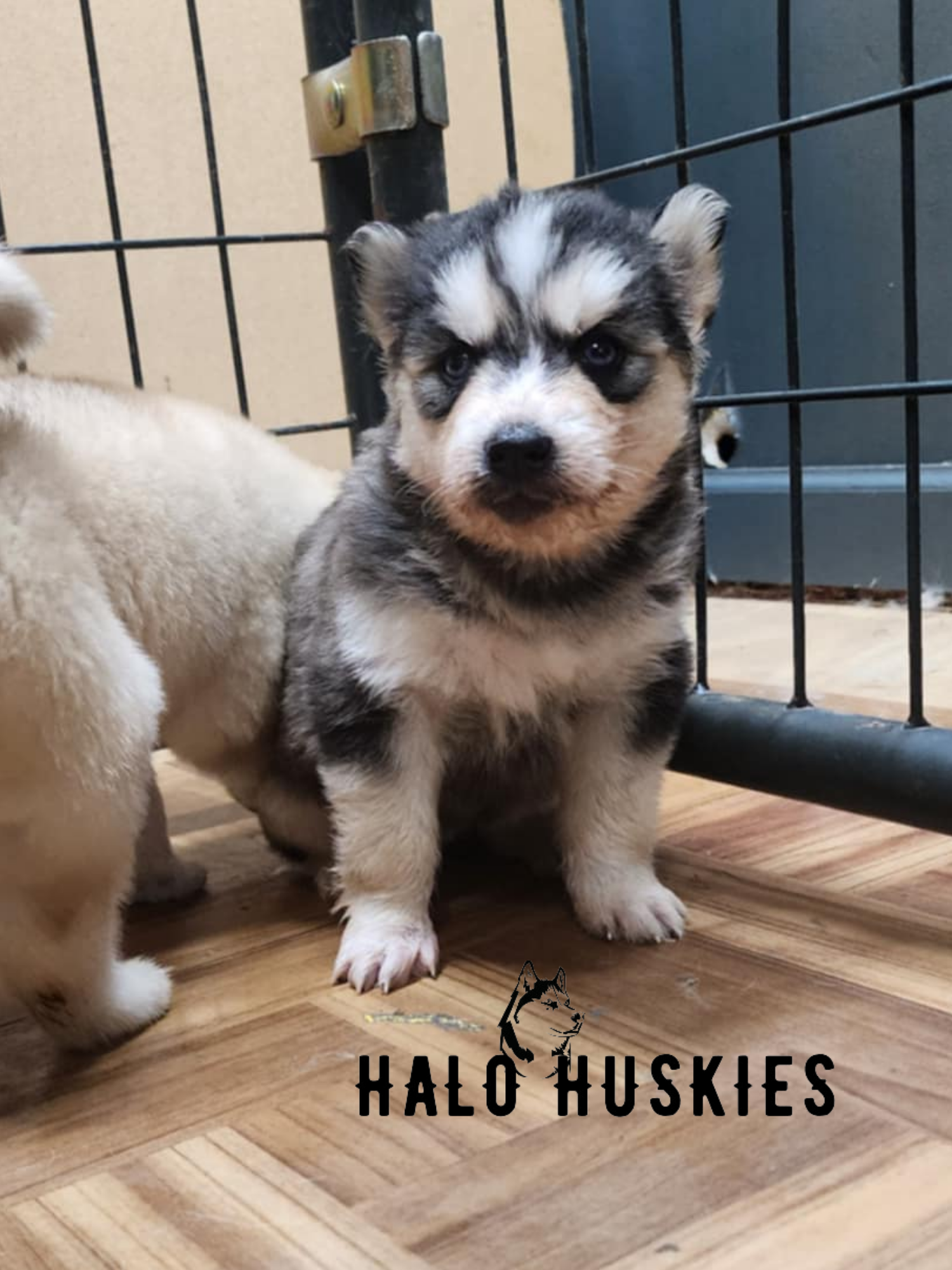 Sold: Female Husky Puppy (Kira’s Female #8) — Halo Huskies