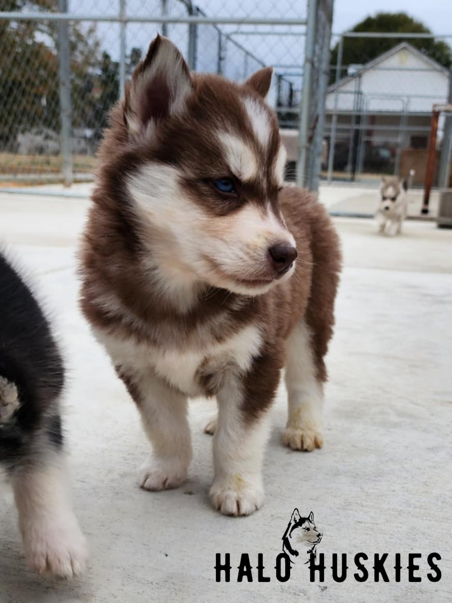 How to House-Train Your Husky Puppy — Halo Huskies