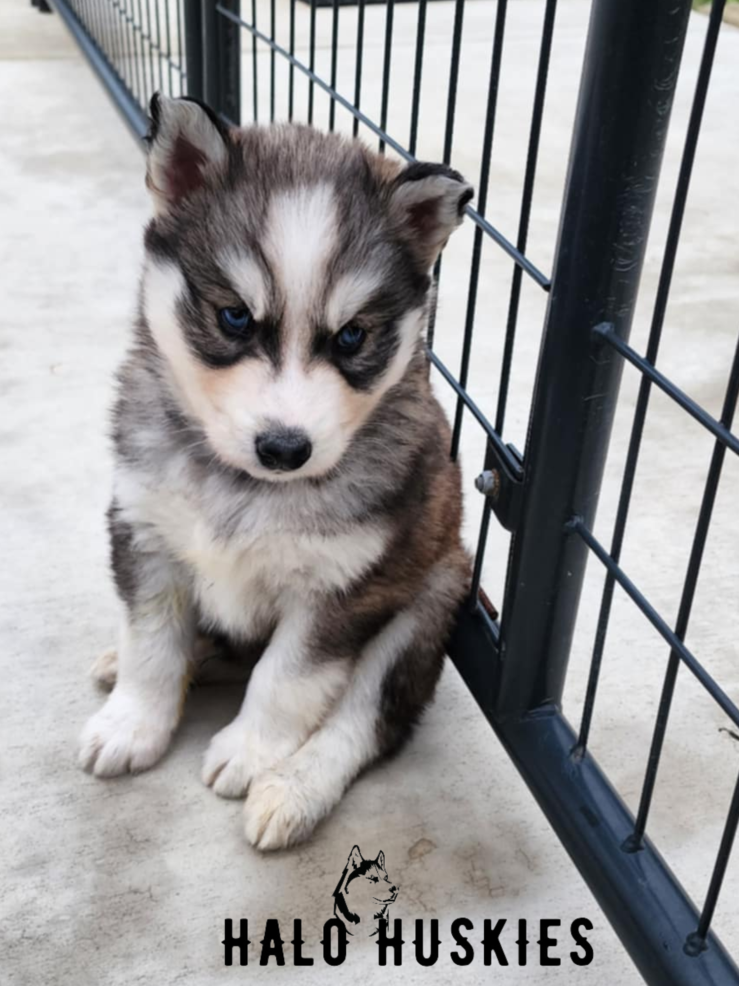 Sold: Sable Husky Puppy (Kira’s Male #5) — Halo Huskies