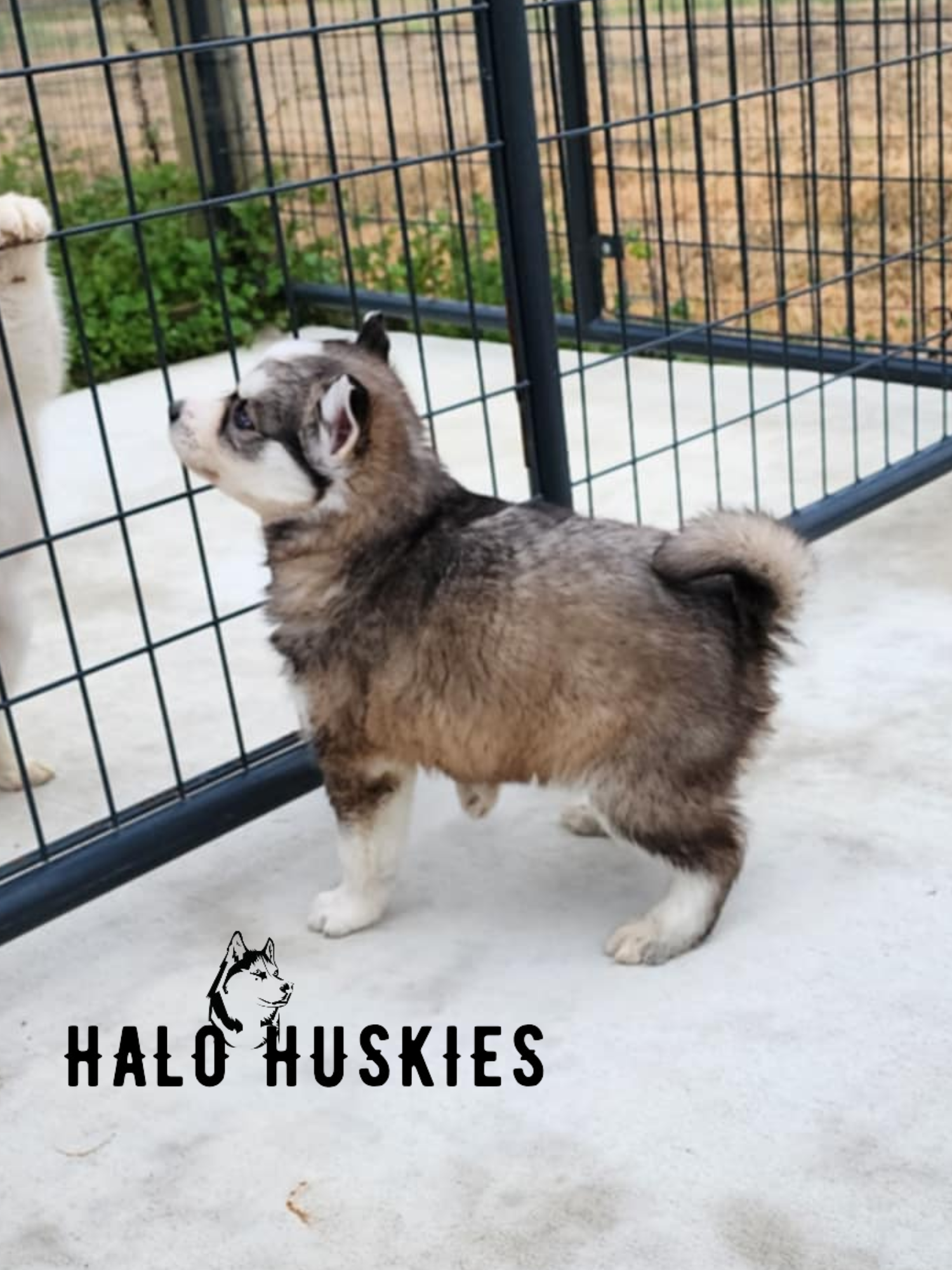 Sold: Sable Husky Puppy (Kira’s Male #5) — Halo Huskies