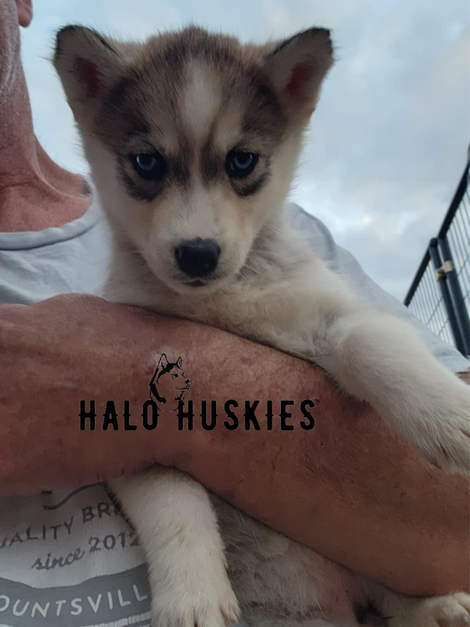 Sold: Sable Husky Puppy (Kira’s Female #6) — Halo Huskies