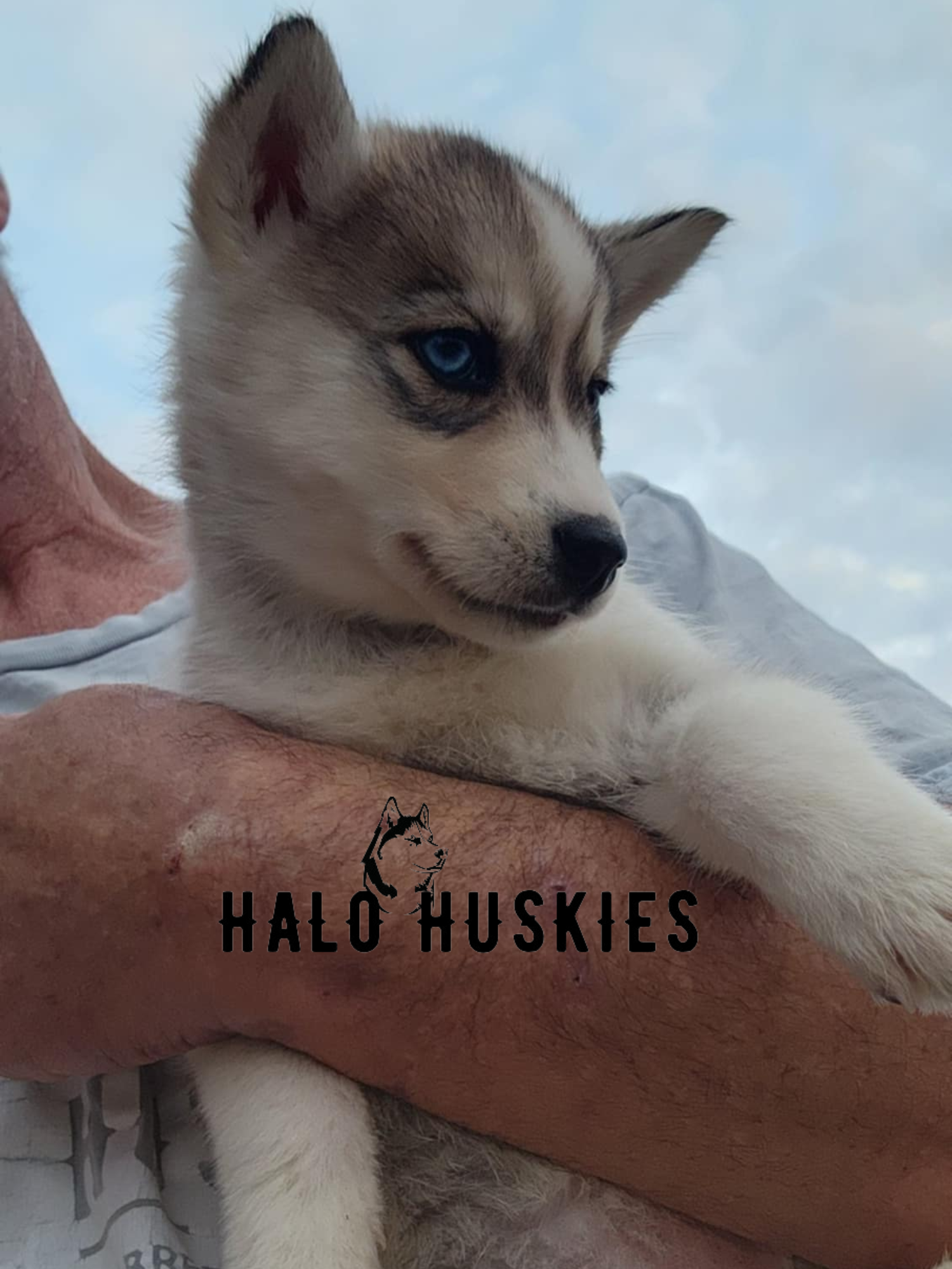 Sold: Sable Husky Puppy (Kira’s Female #6) — Halo Huskies