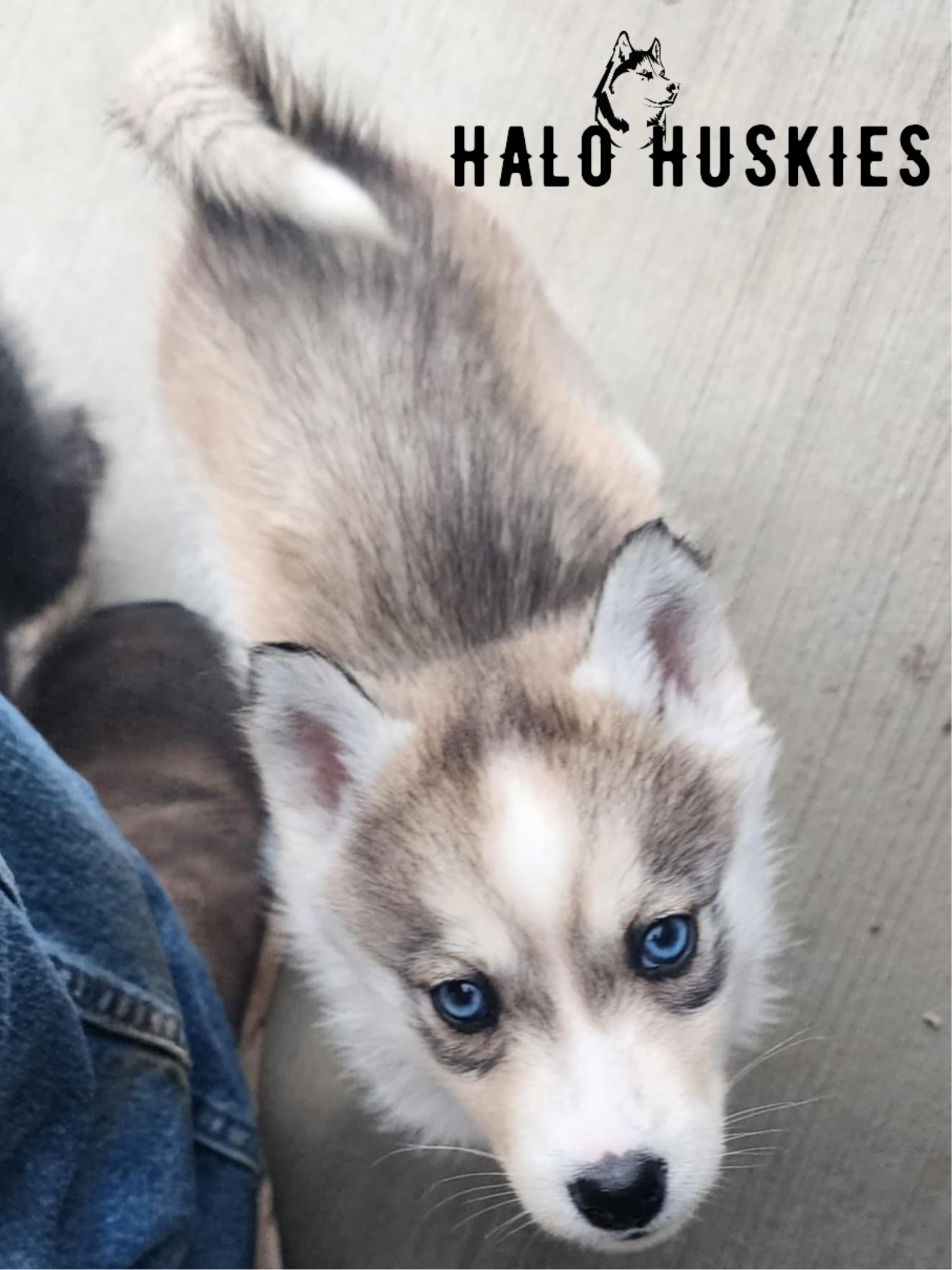 Sold: Sable Husky Puppy (Kira’s Female #6) — Halo Huskies
